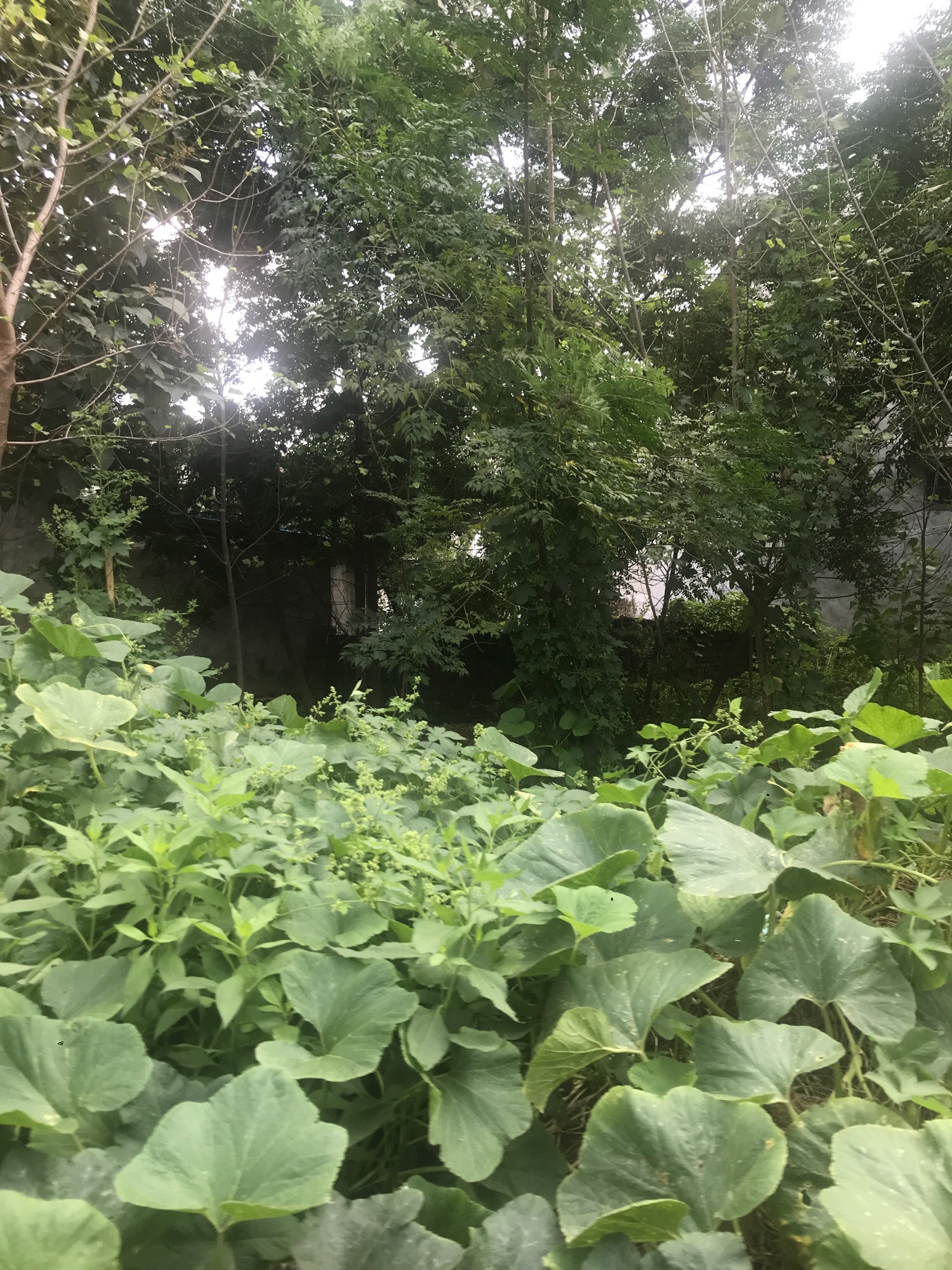 青谷堆寺