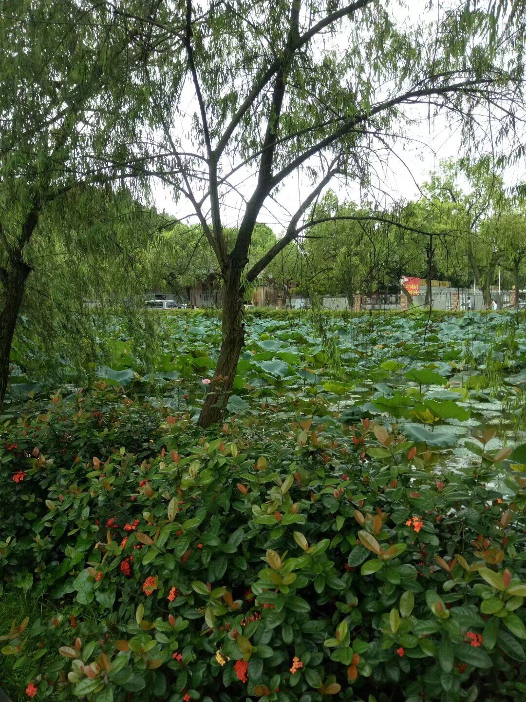 北园公园旅行图片