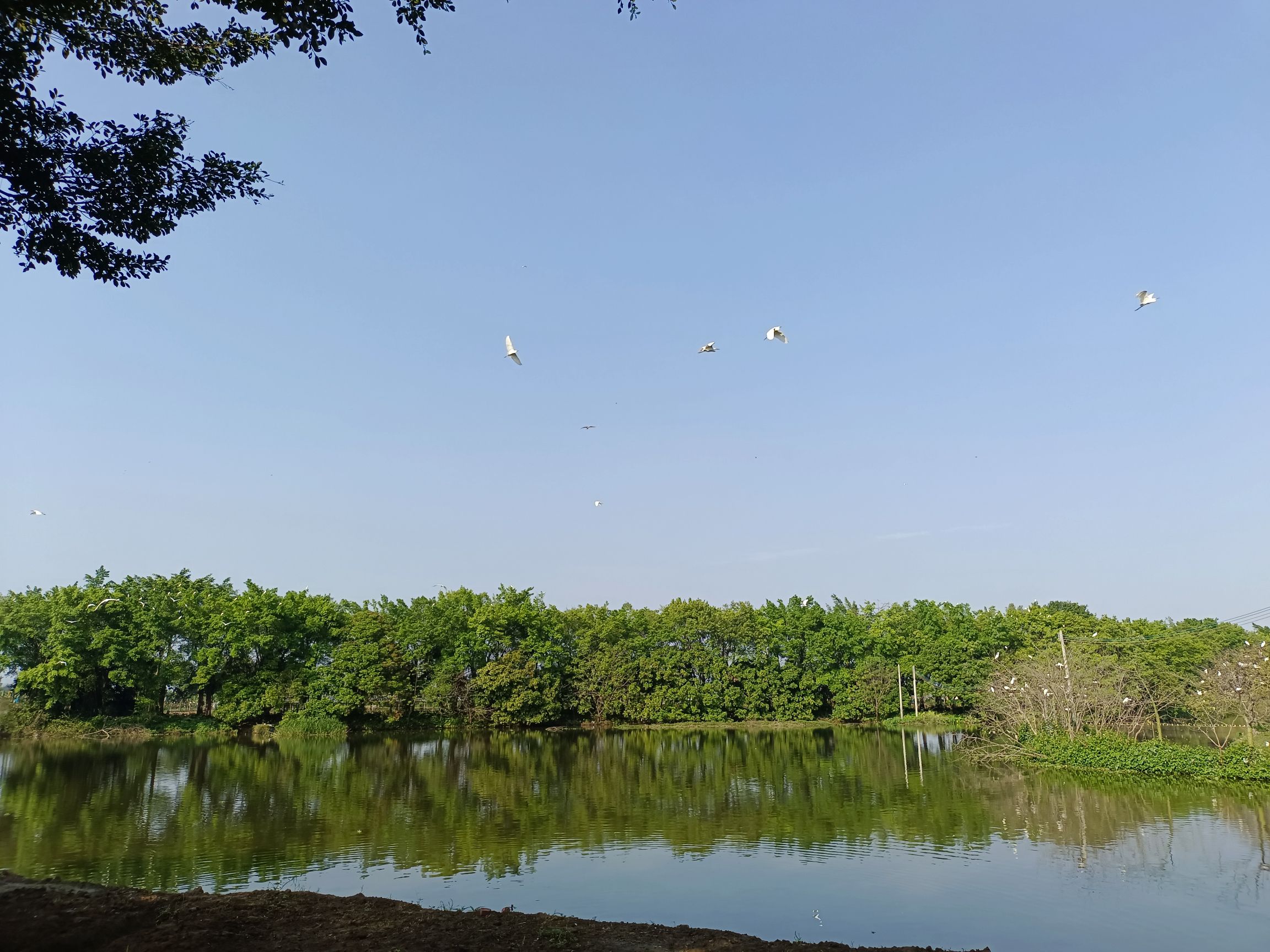 天湖鹭鸟生态村