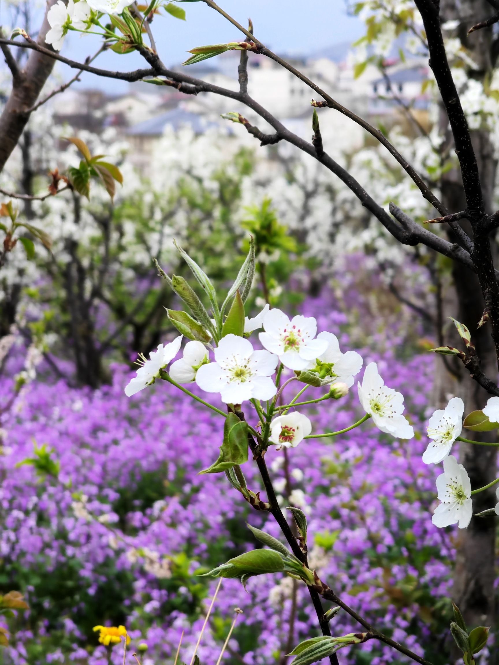 雅安市汉源县花海果乡旅游景区