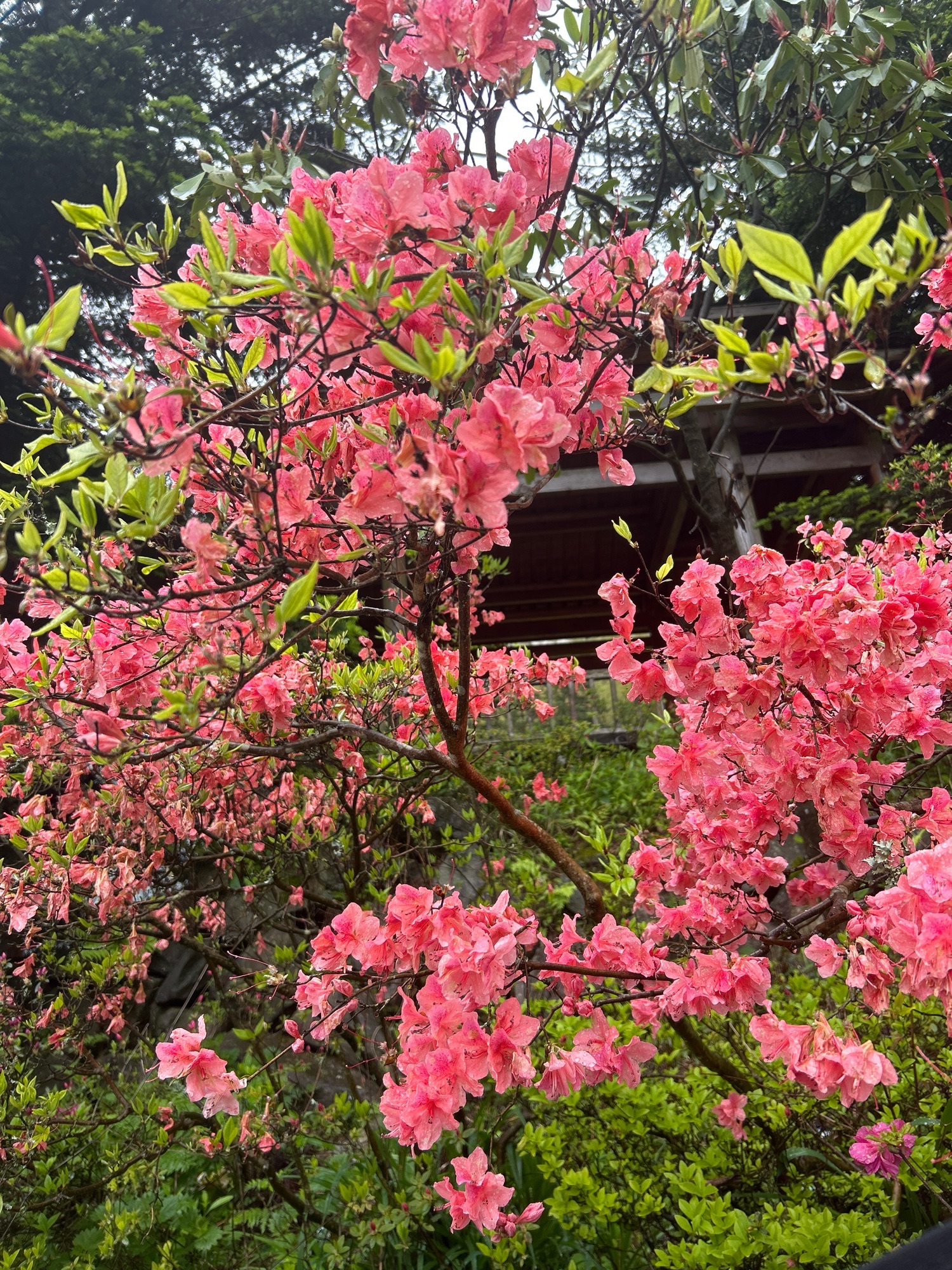 高姥山省级度假区旅行图片