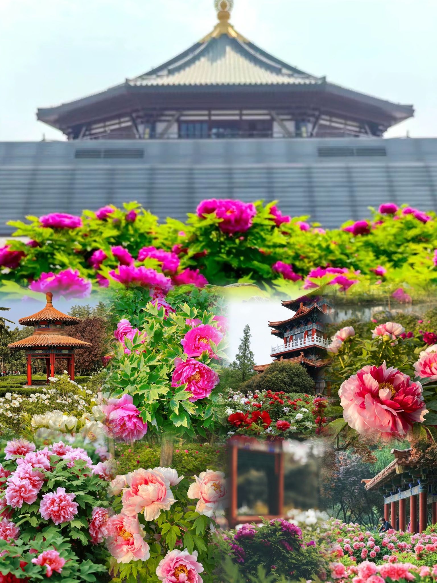 花王牡丹园