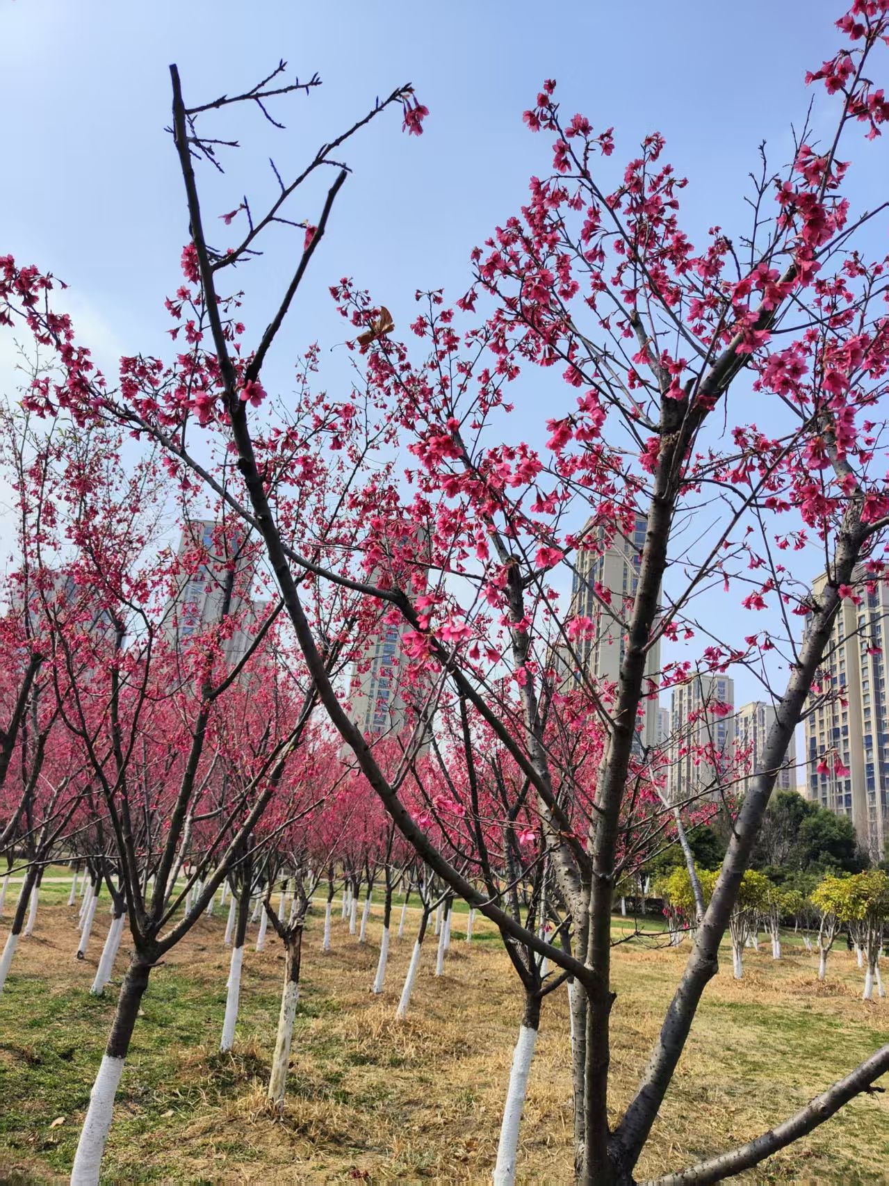学林体育公园旅行图片