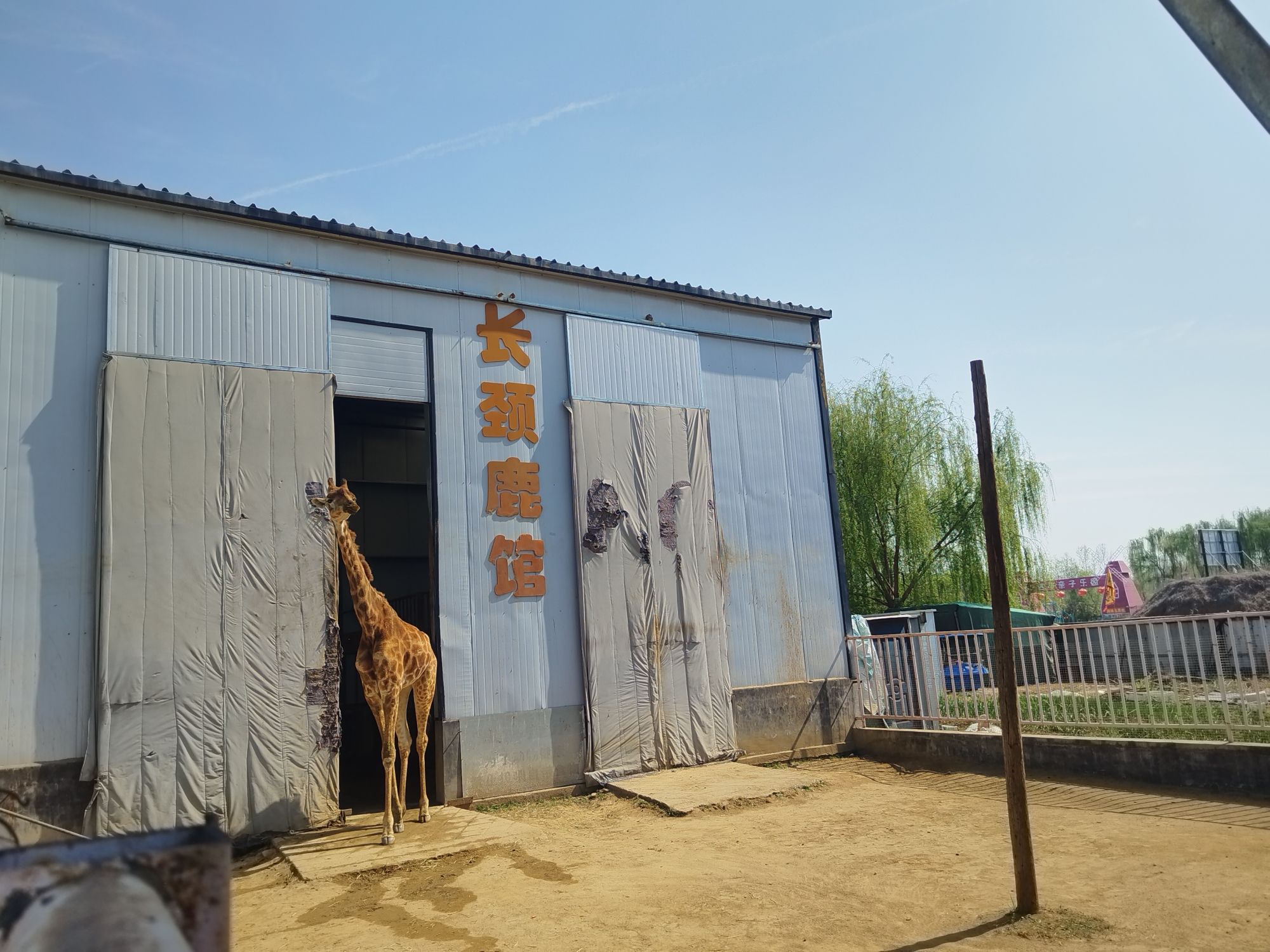 曲阜动物园旅行图片