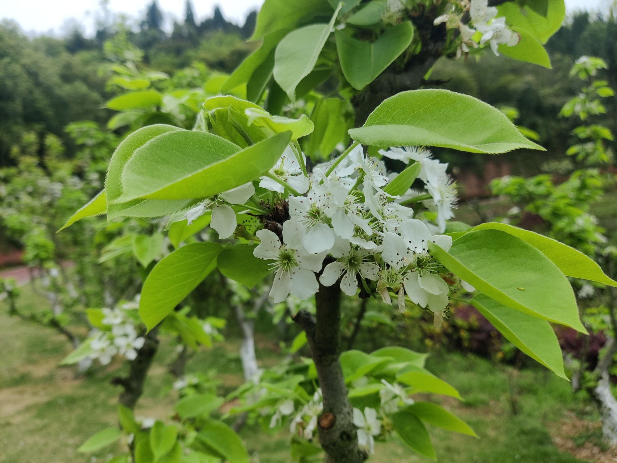 梨树坪湿地公园