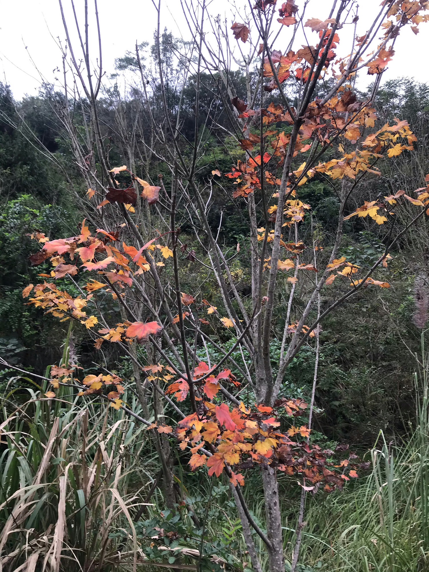 七坪寨乡村旅游景区
