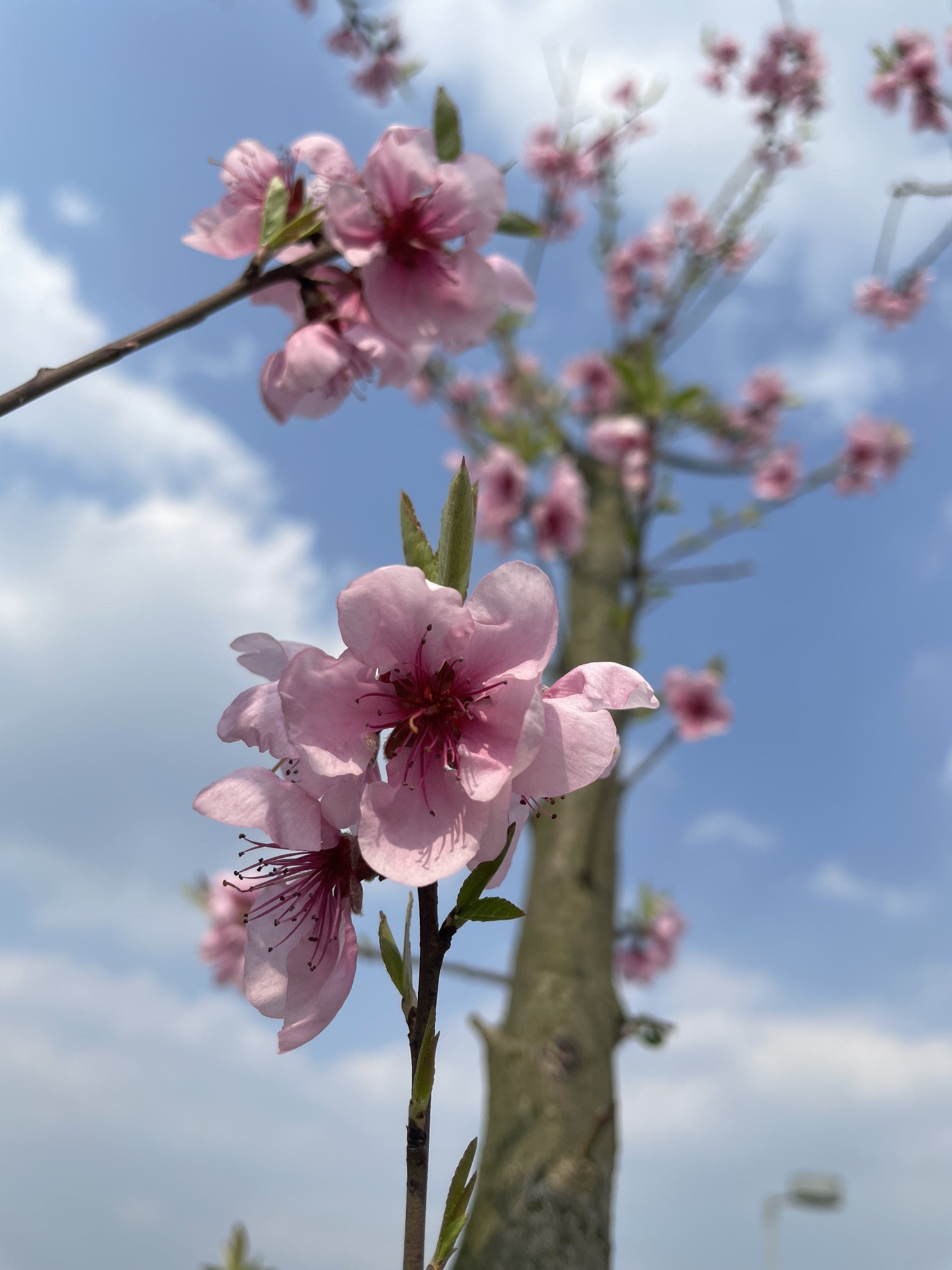 桃花岛公园