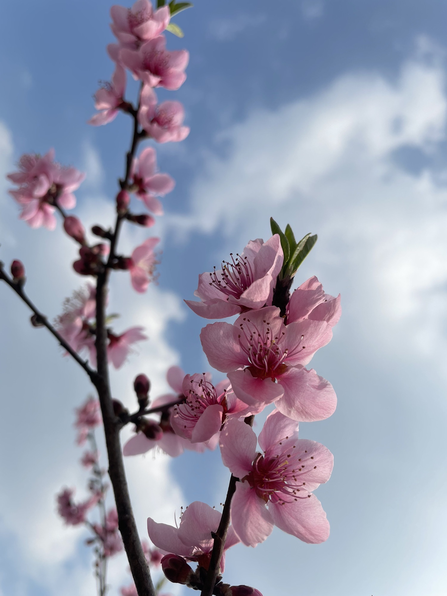 桃花岛公园旅行图片