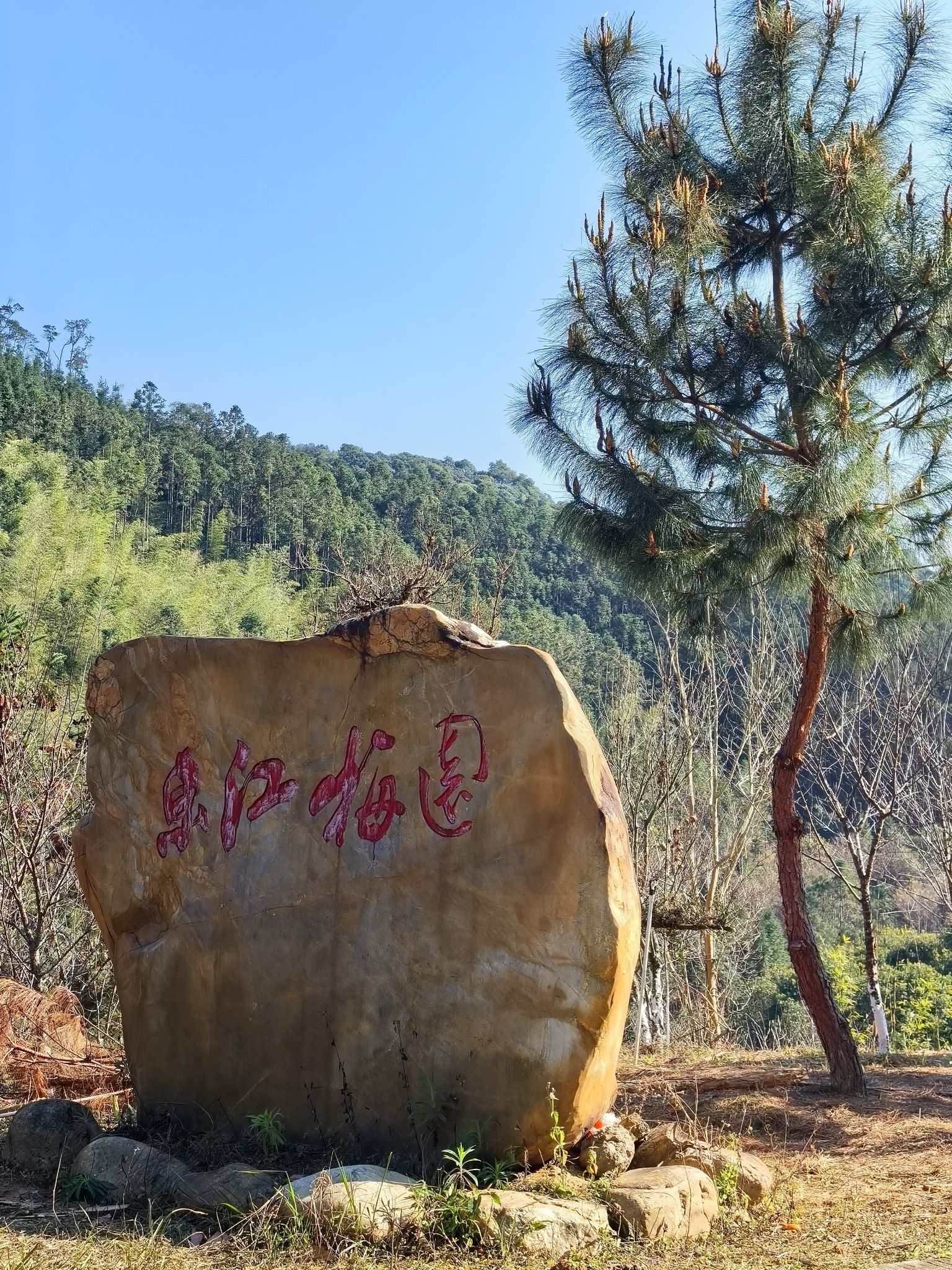 东江梅园旅行图片