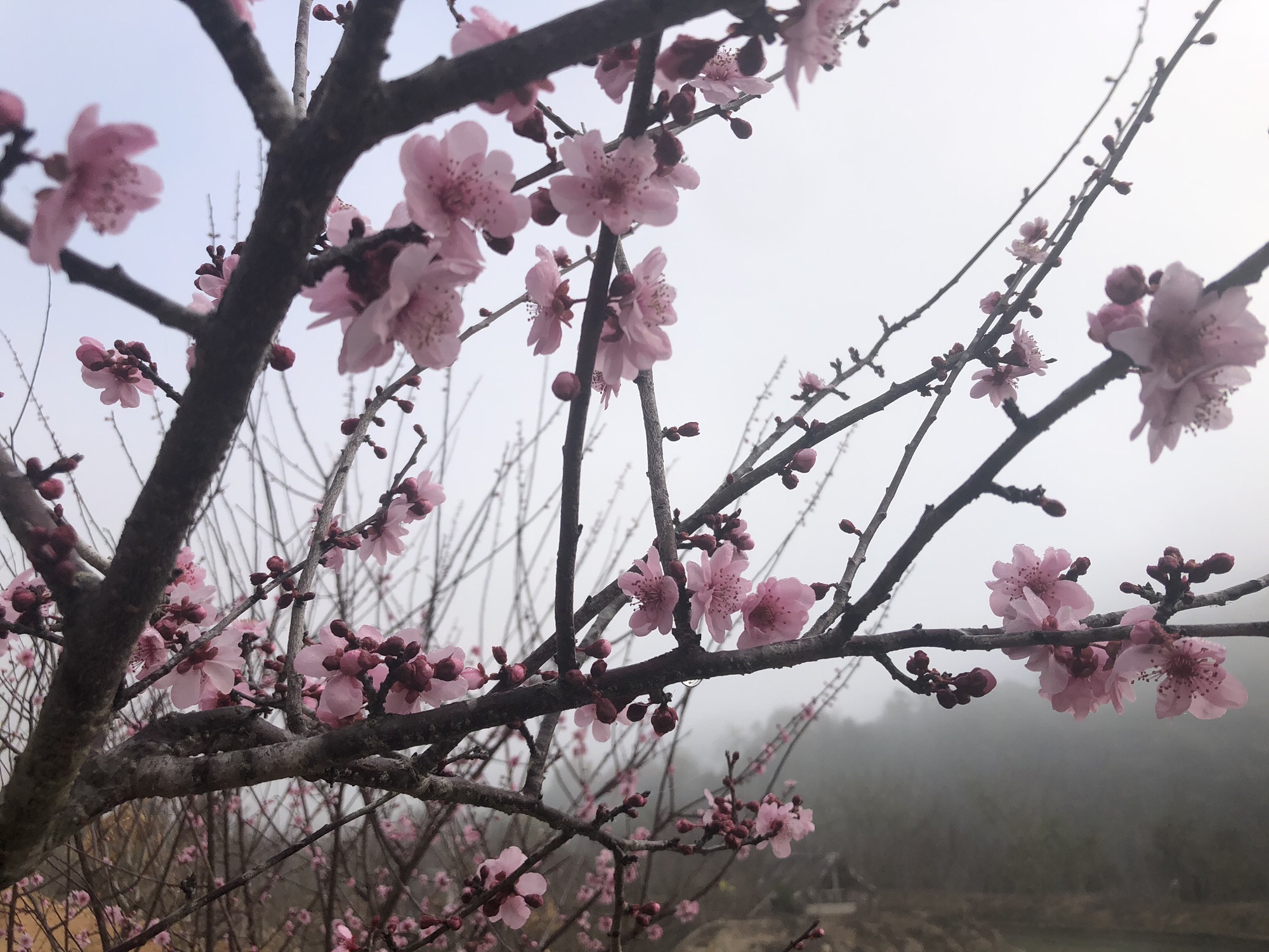 东江梅园旅行图片