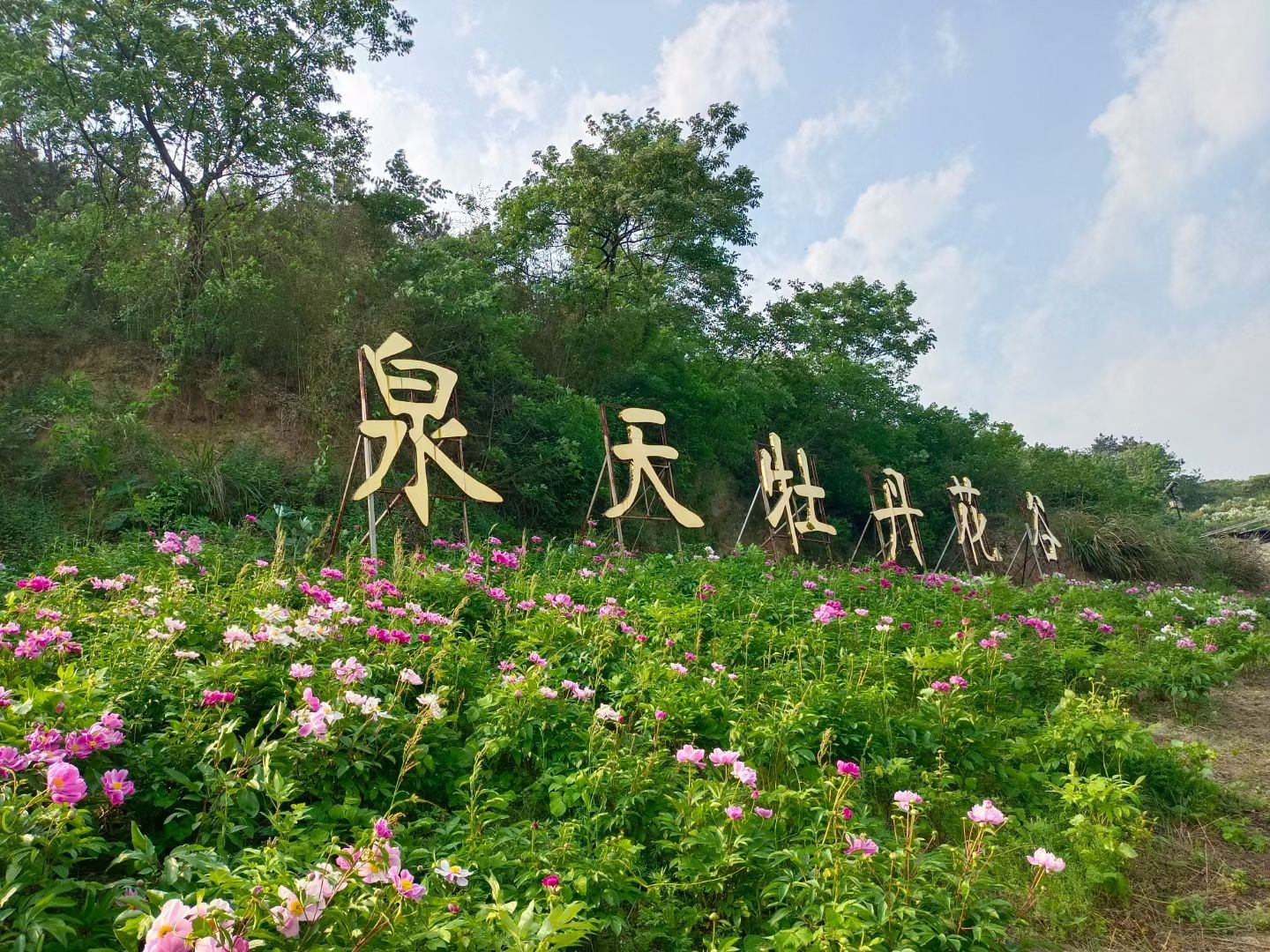 梁子湖·泉天牡丹花谷旅行图片