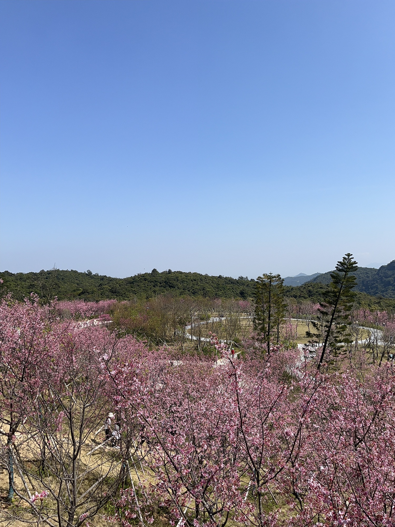 三洲坝樱花园