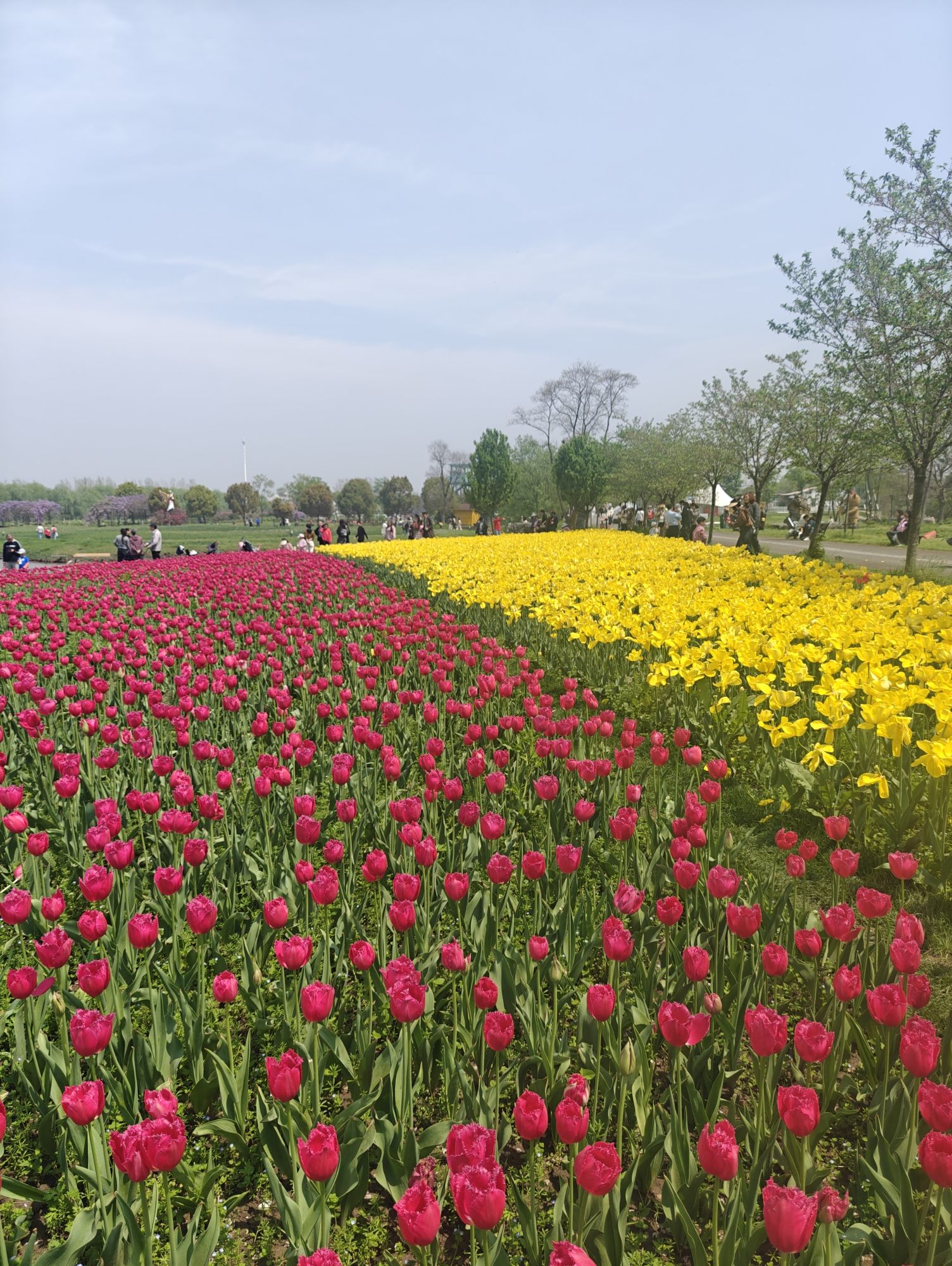 芜湖六郎湿地花海景区