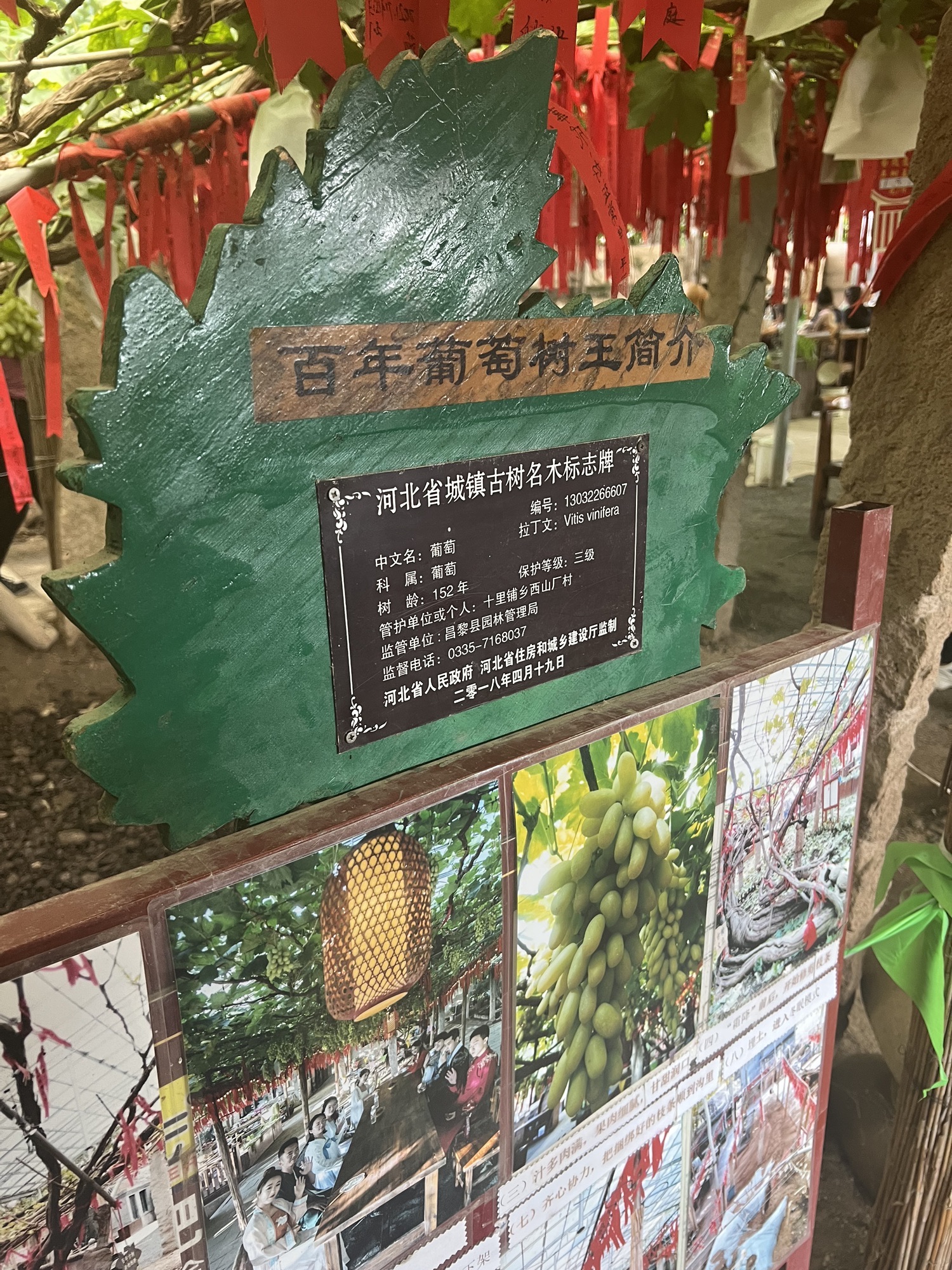 昌黎葡萄小镇