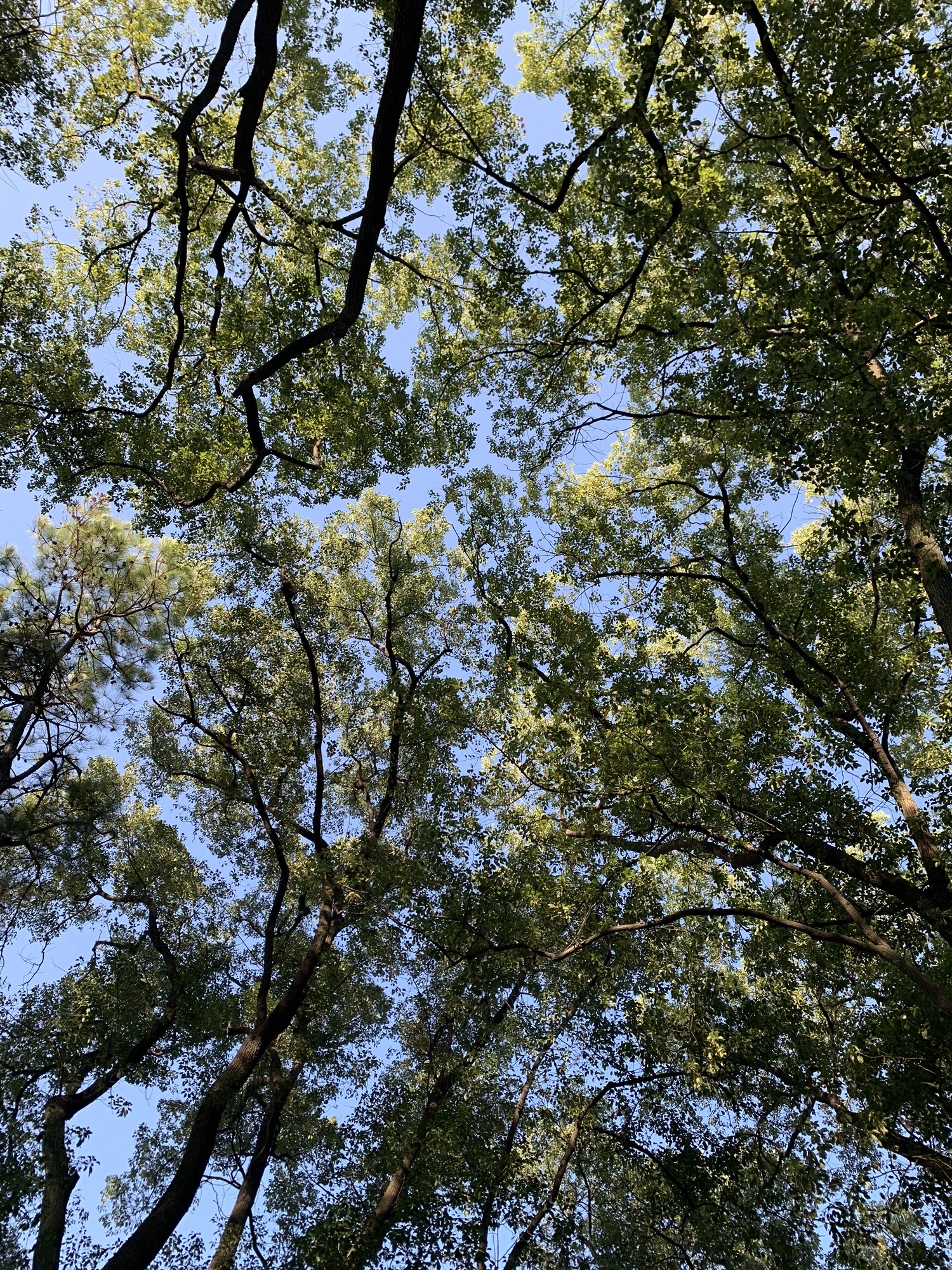 枫多山旅行图片