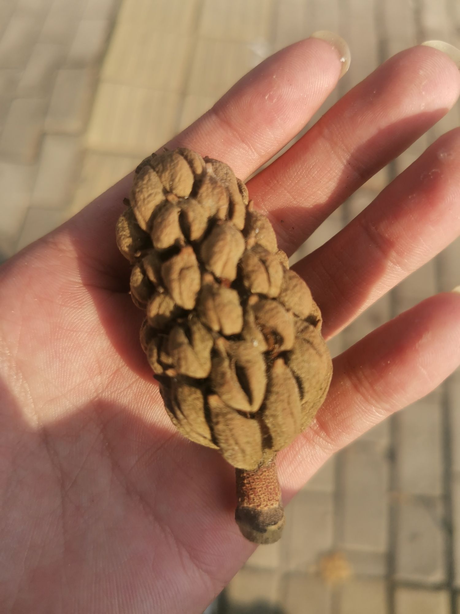 亳州望月潭公园旅行图片