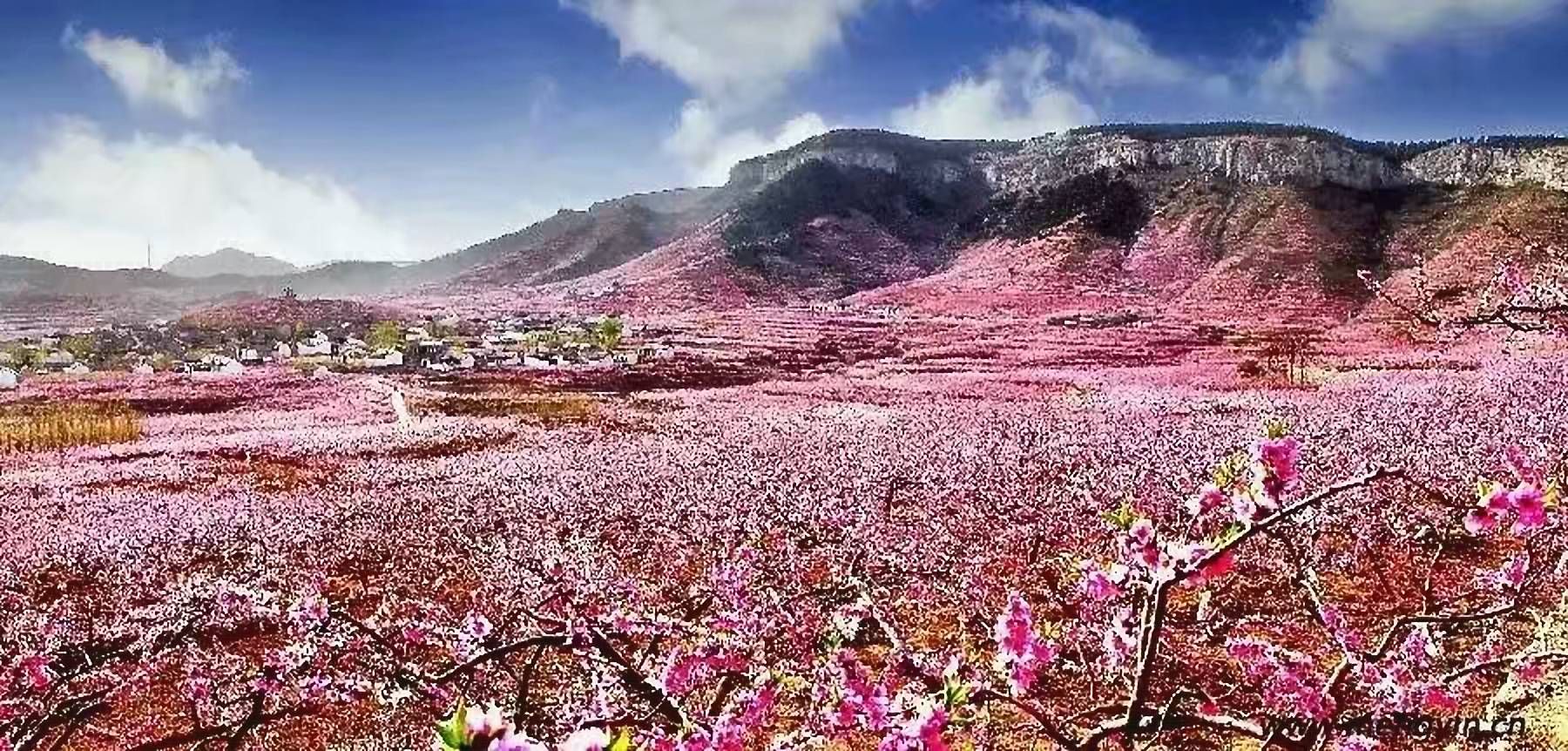 蒙阴旧寨杏山园