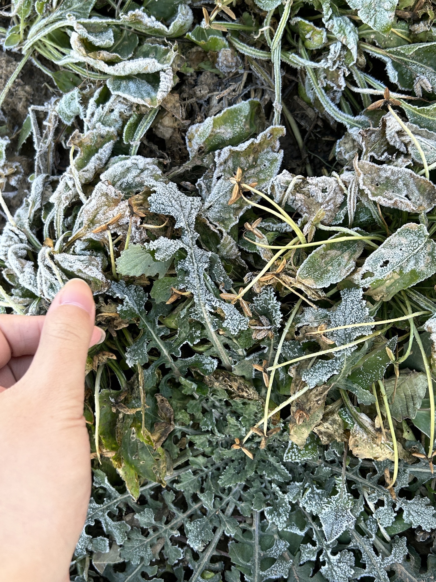 千年秀林