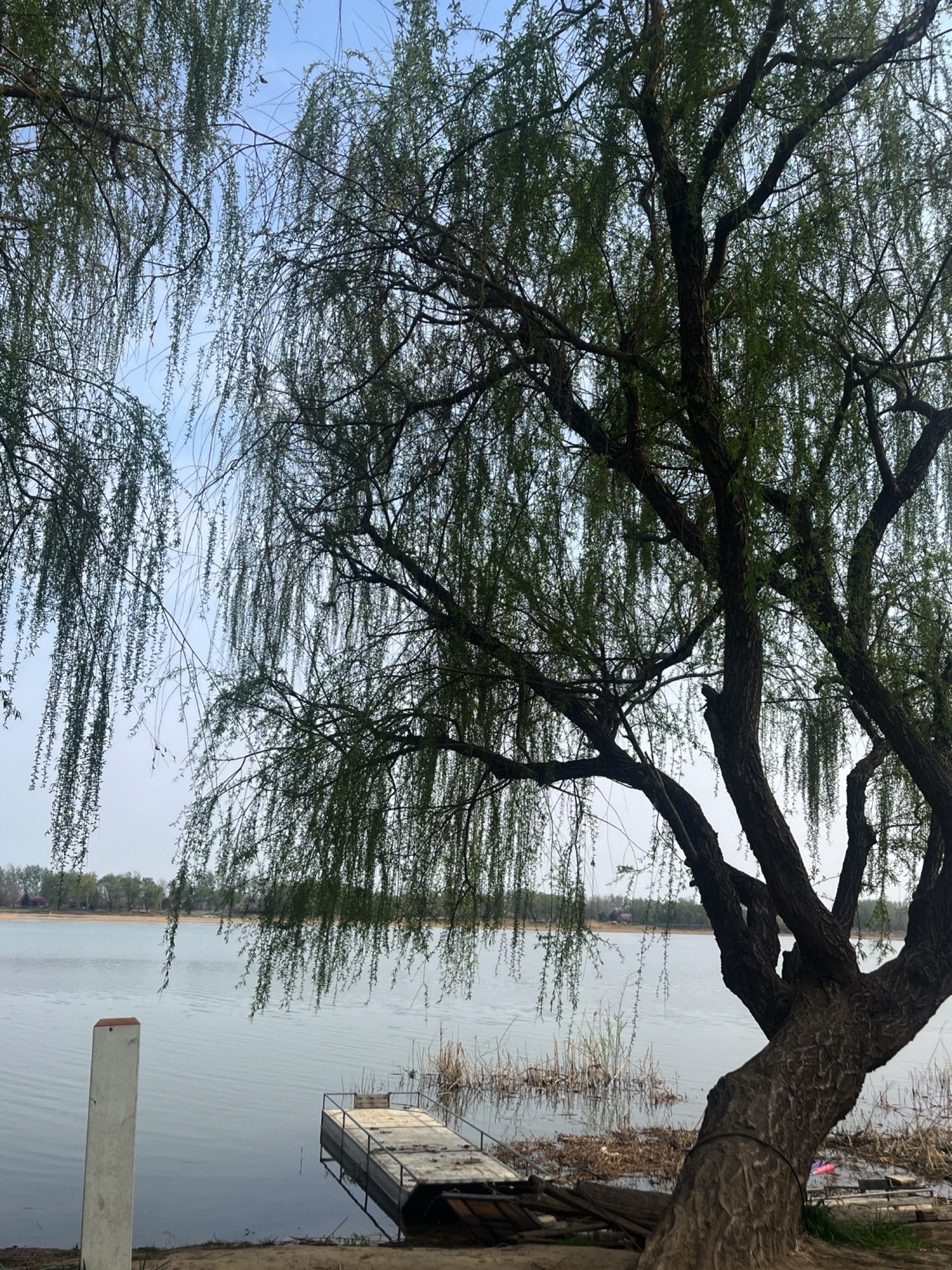 寿光滨河城市湿地公园旅行图片