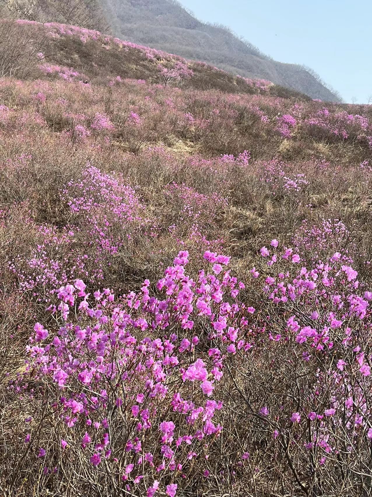 岫岩黄岭映山红景区旅行图片