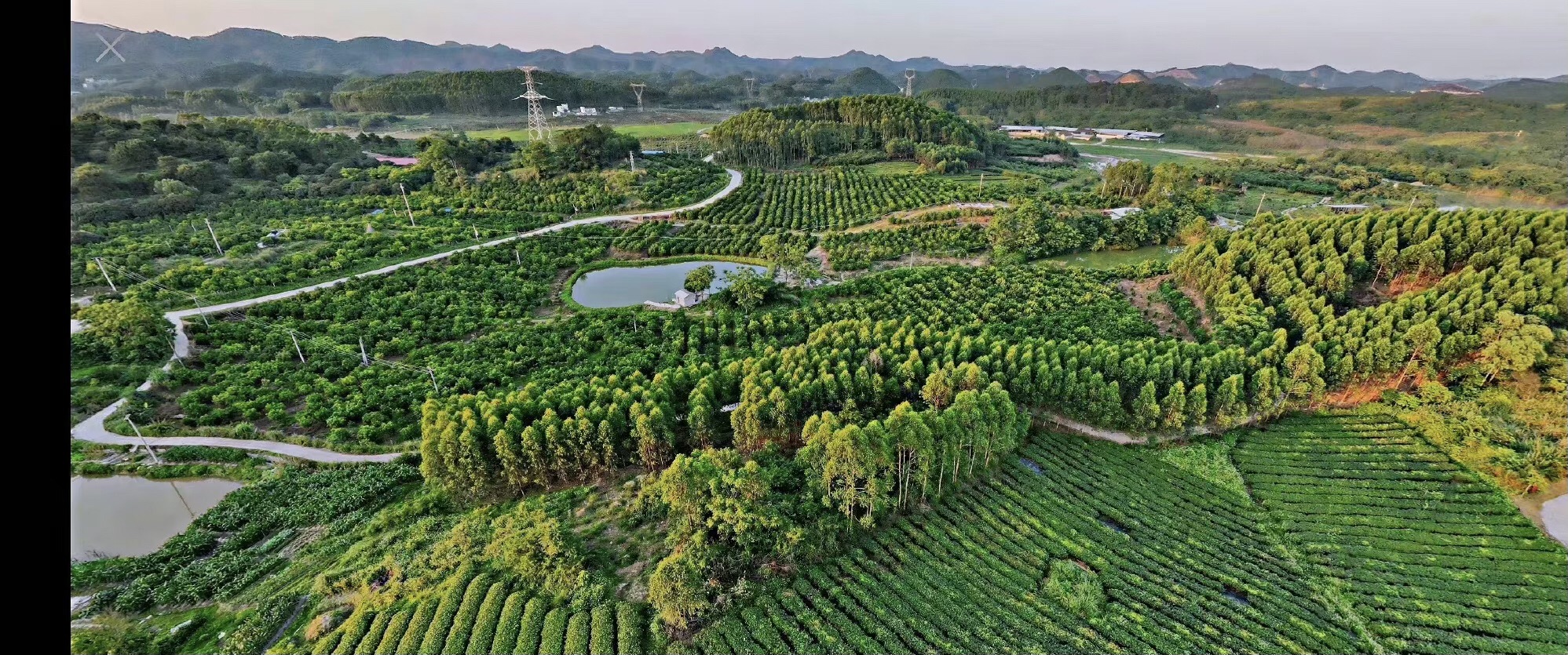 大明山万古茶园