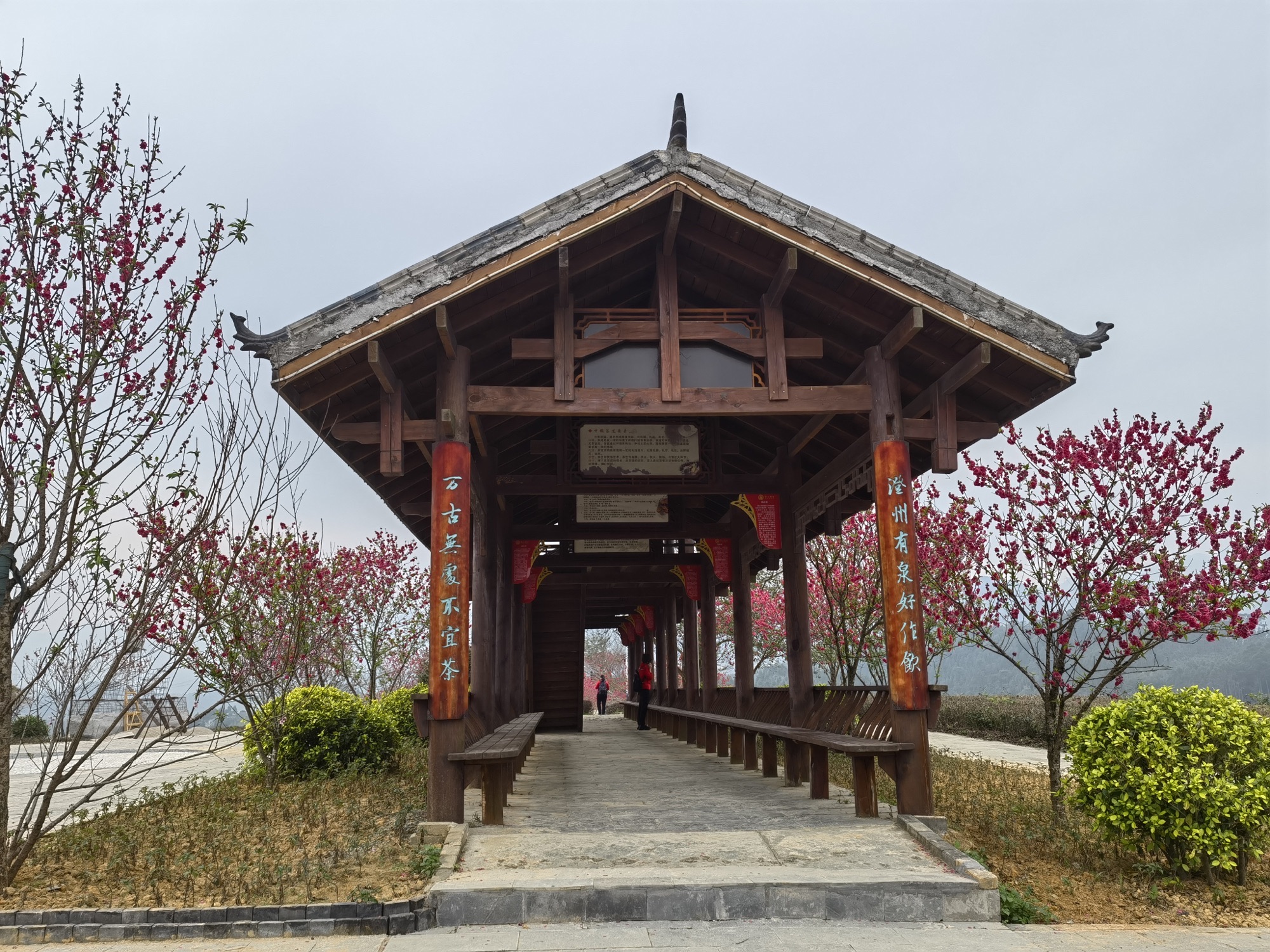 大明山万古茶园旅行图片