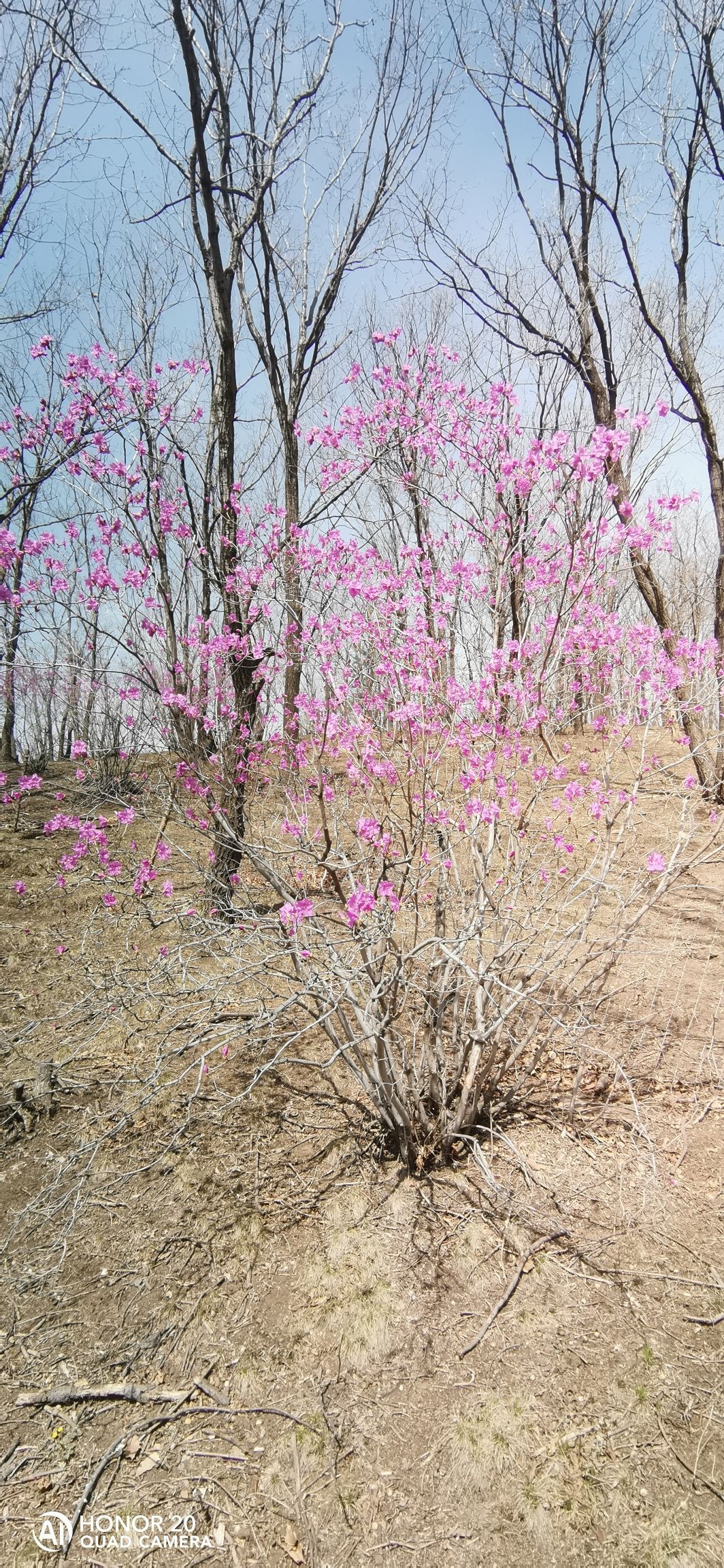 杜鹃花谷