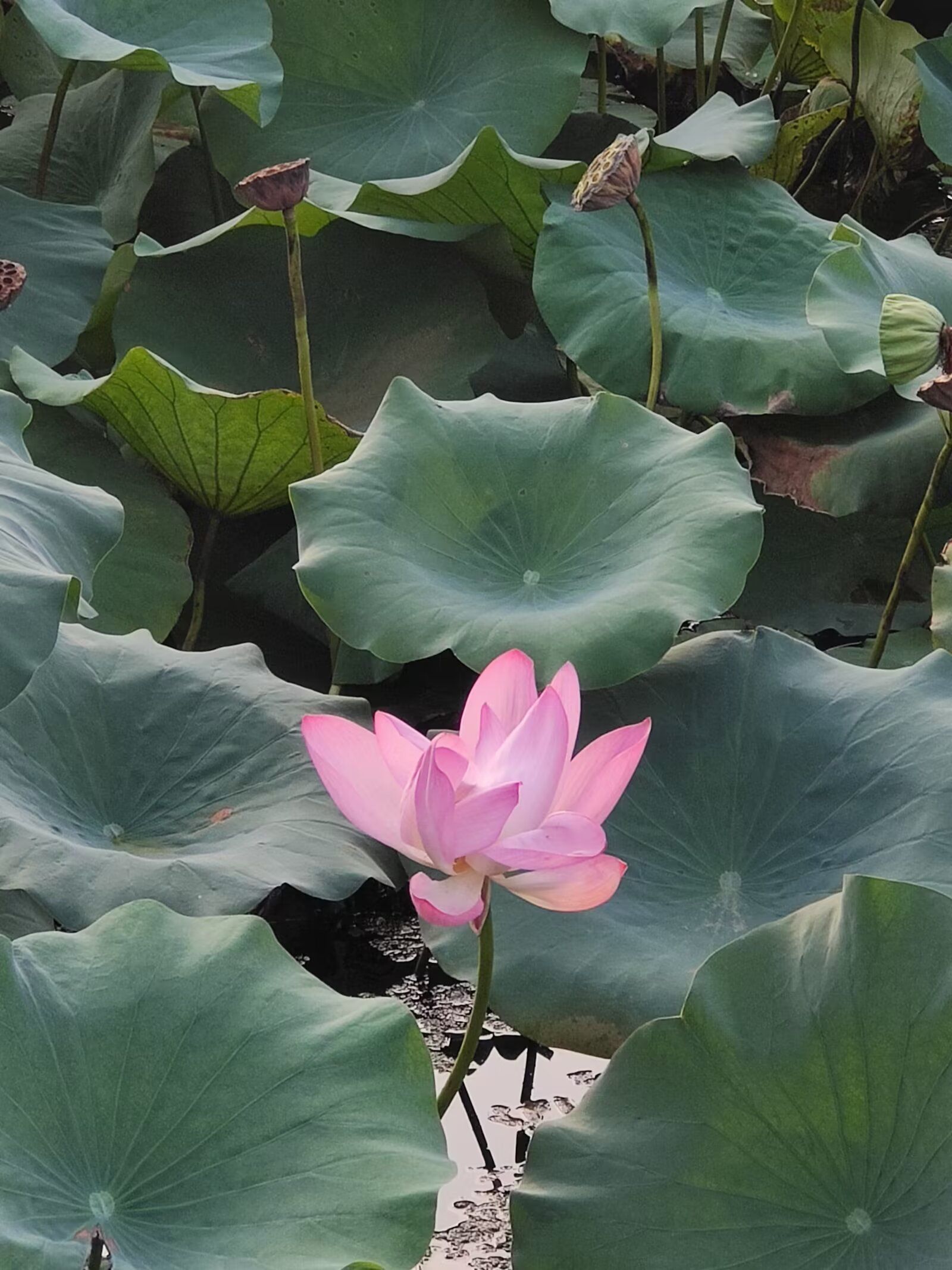 白家湾滨水公园旅行图片