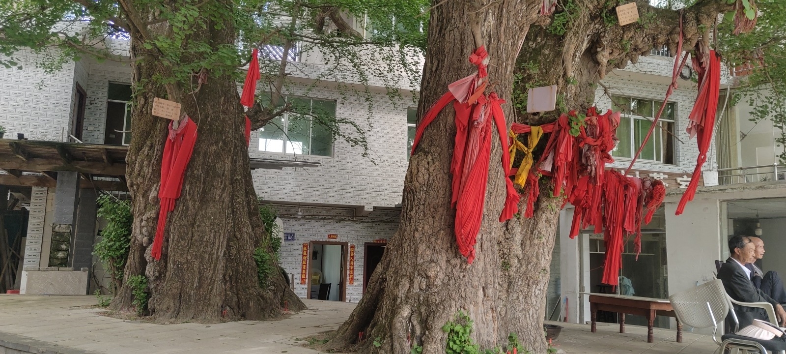 古银杏树