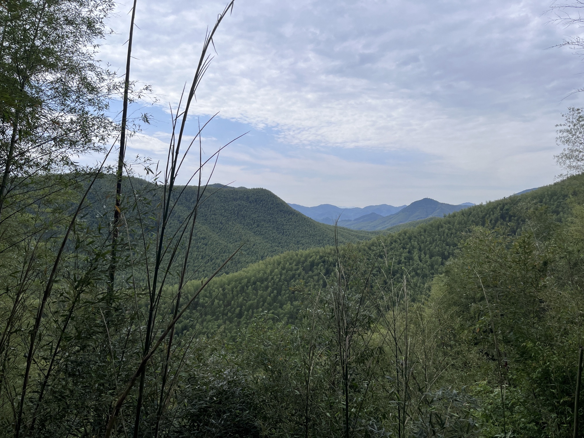 笄山竹海