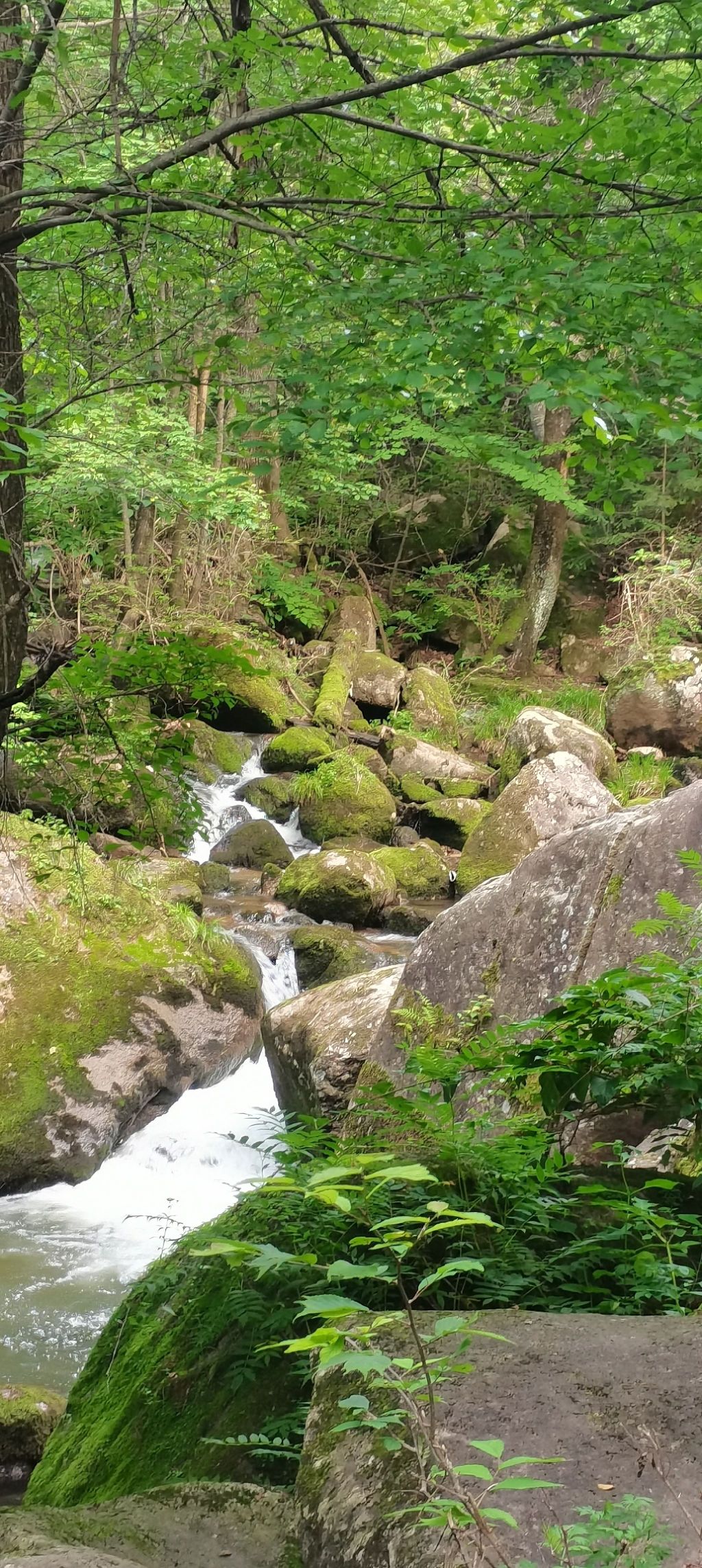 蛟河天岗太平沟