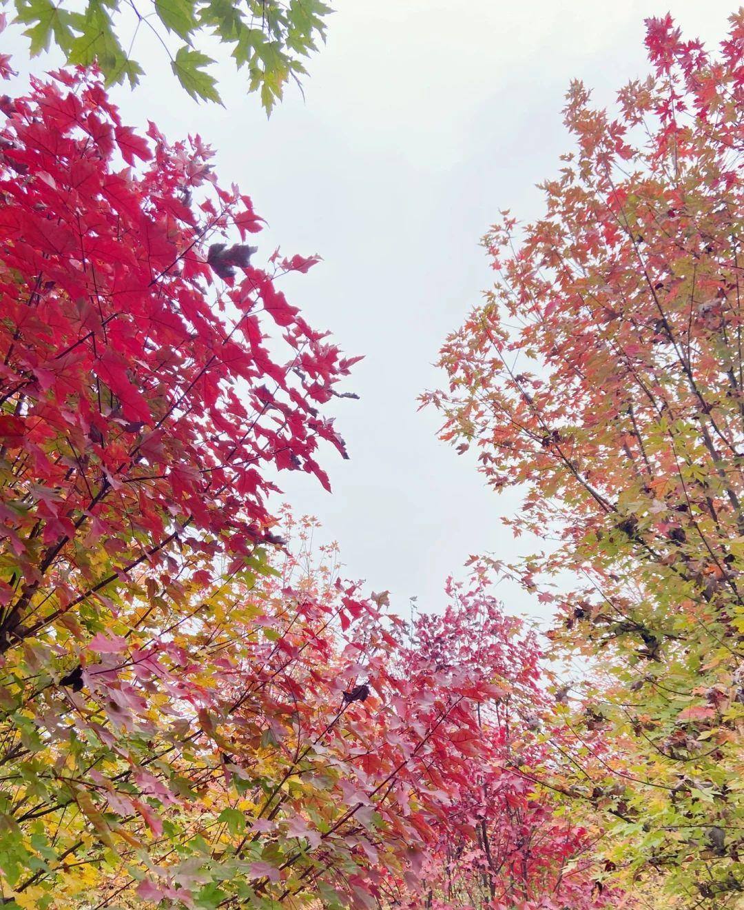 横山花湖景区