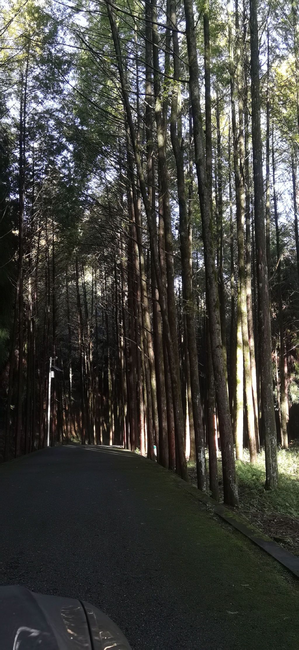 四川苍溪国家森林公园三溪口景区