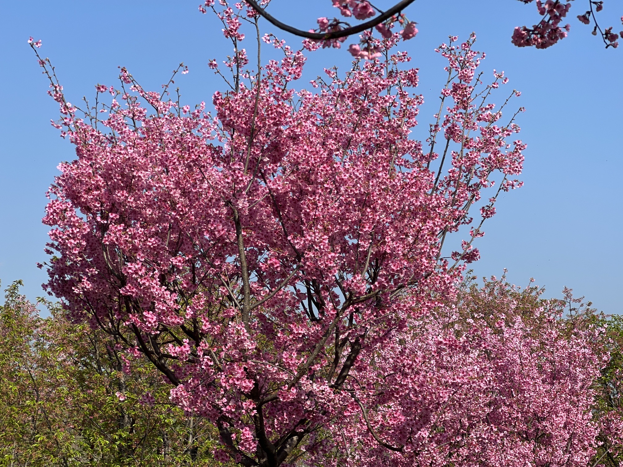 问花村