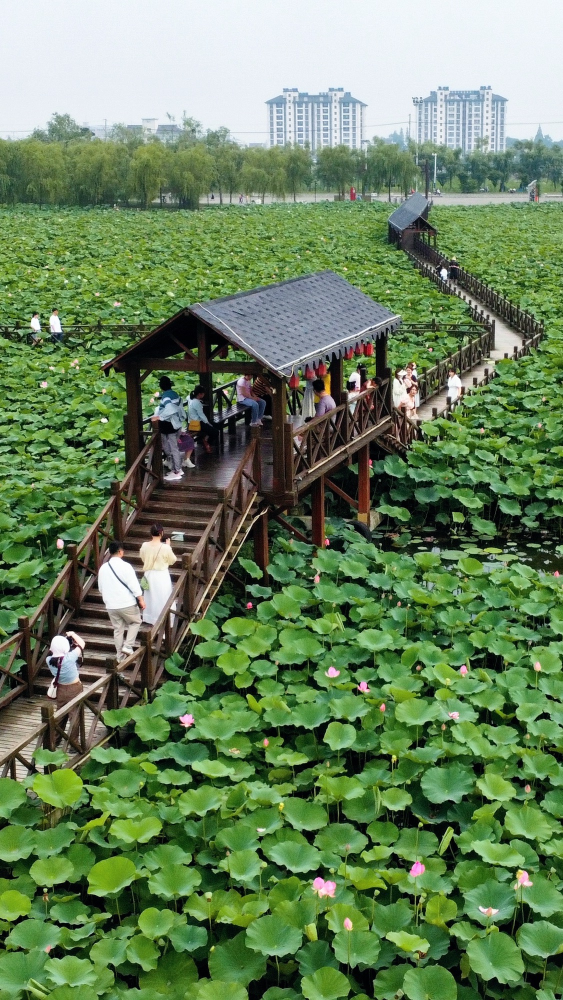 荷塘月色广场旅行图片