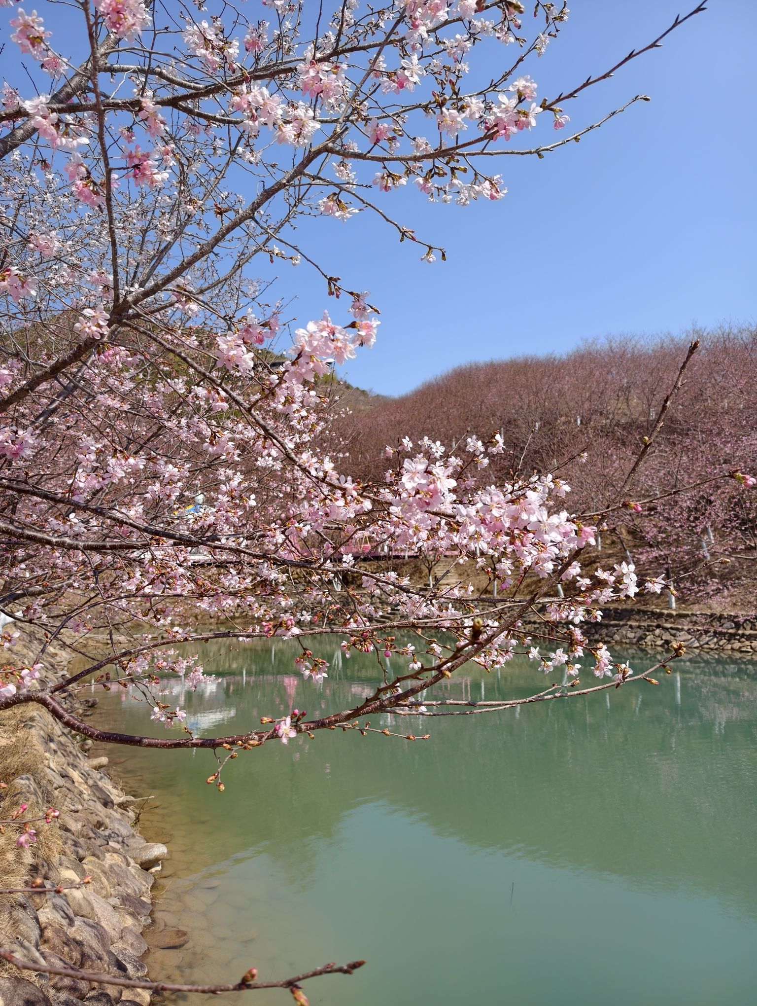 温州樱花园