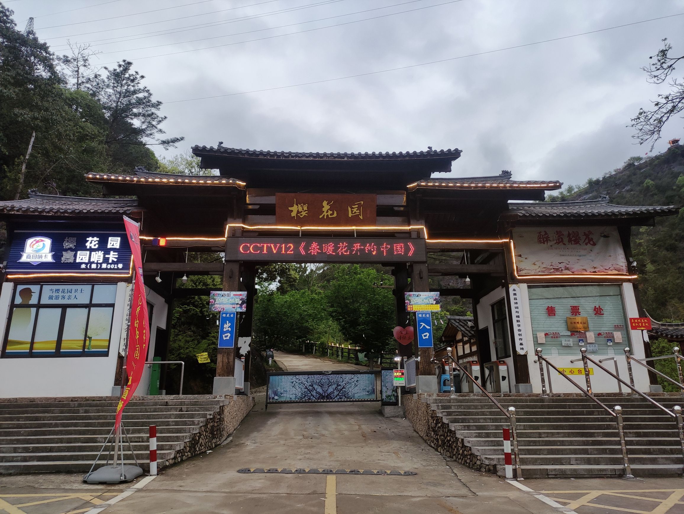 温州樱花园旅行图片