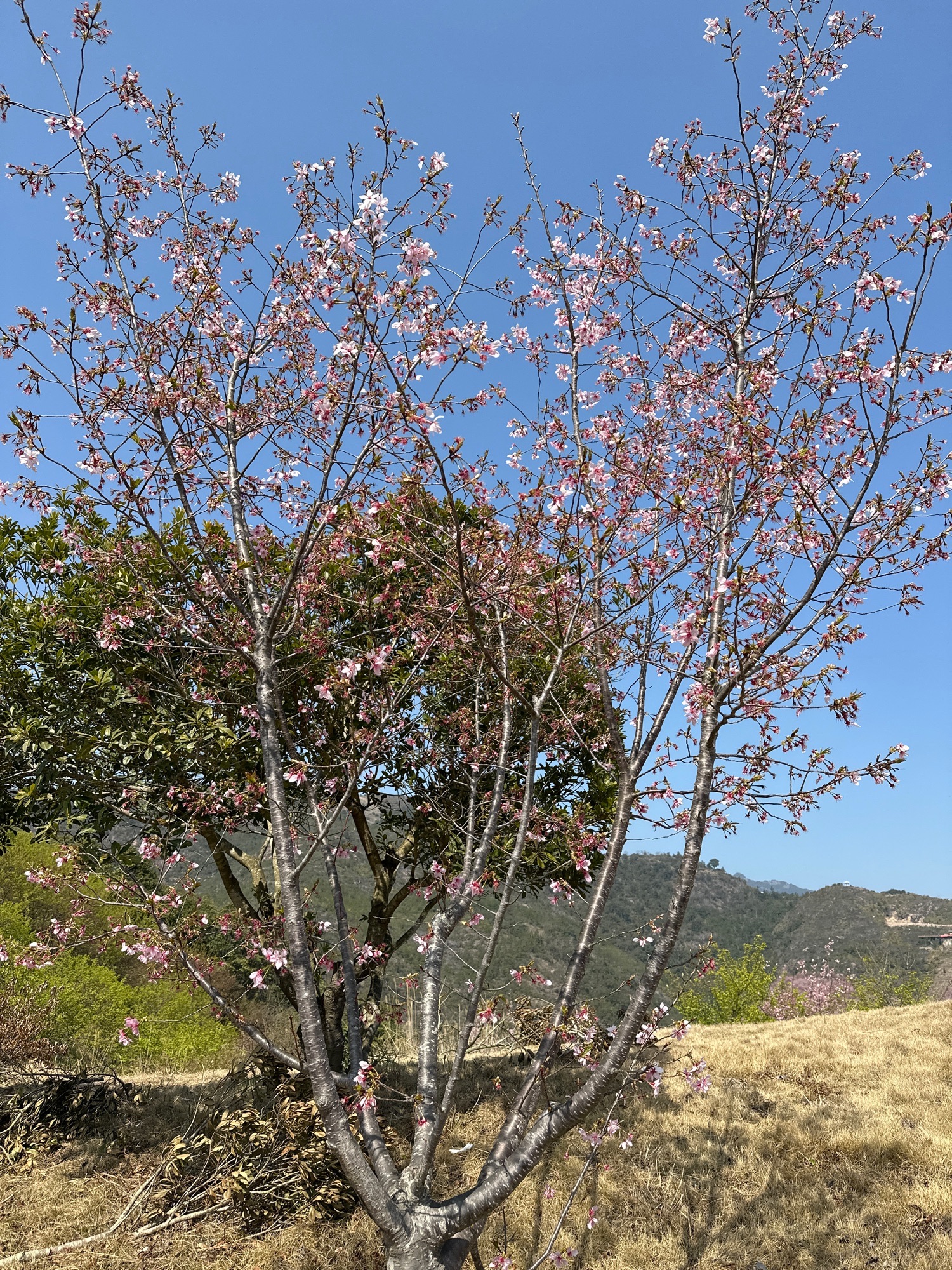 温州樱花园旅行图片