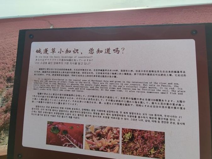 红海滩国家风景廊道旅行图片