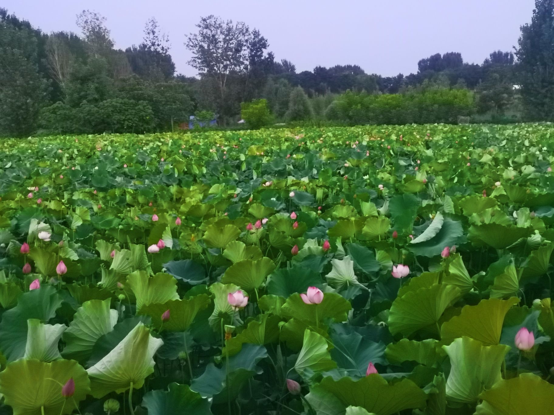 方里莲花池旅行图片
