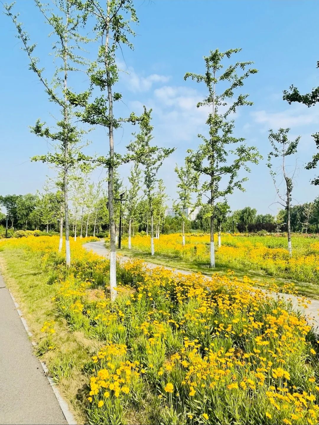 东山湿地公园旅行图片