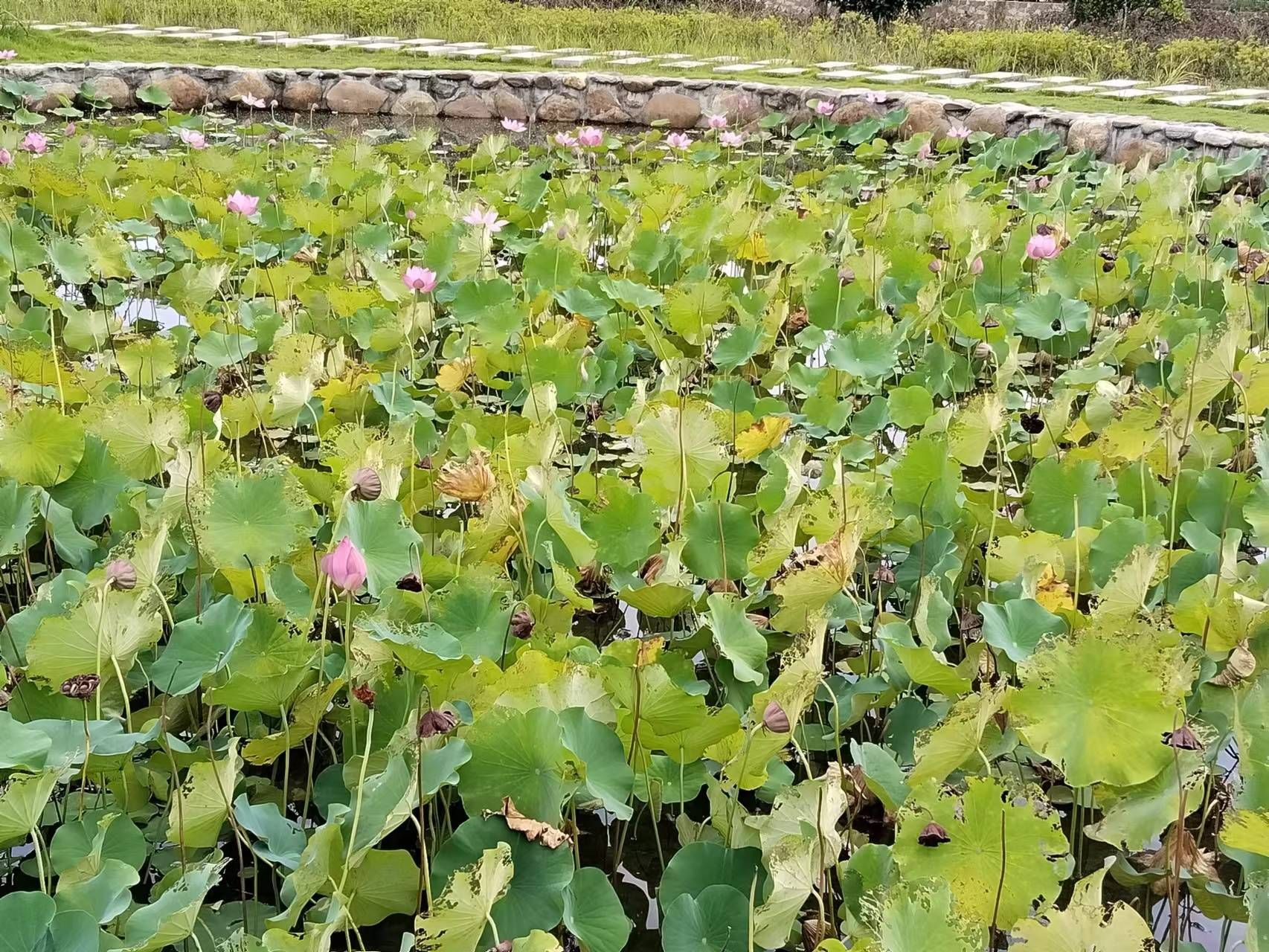 茶乡花海