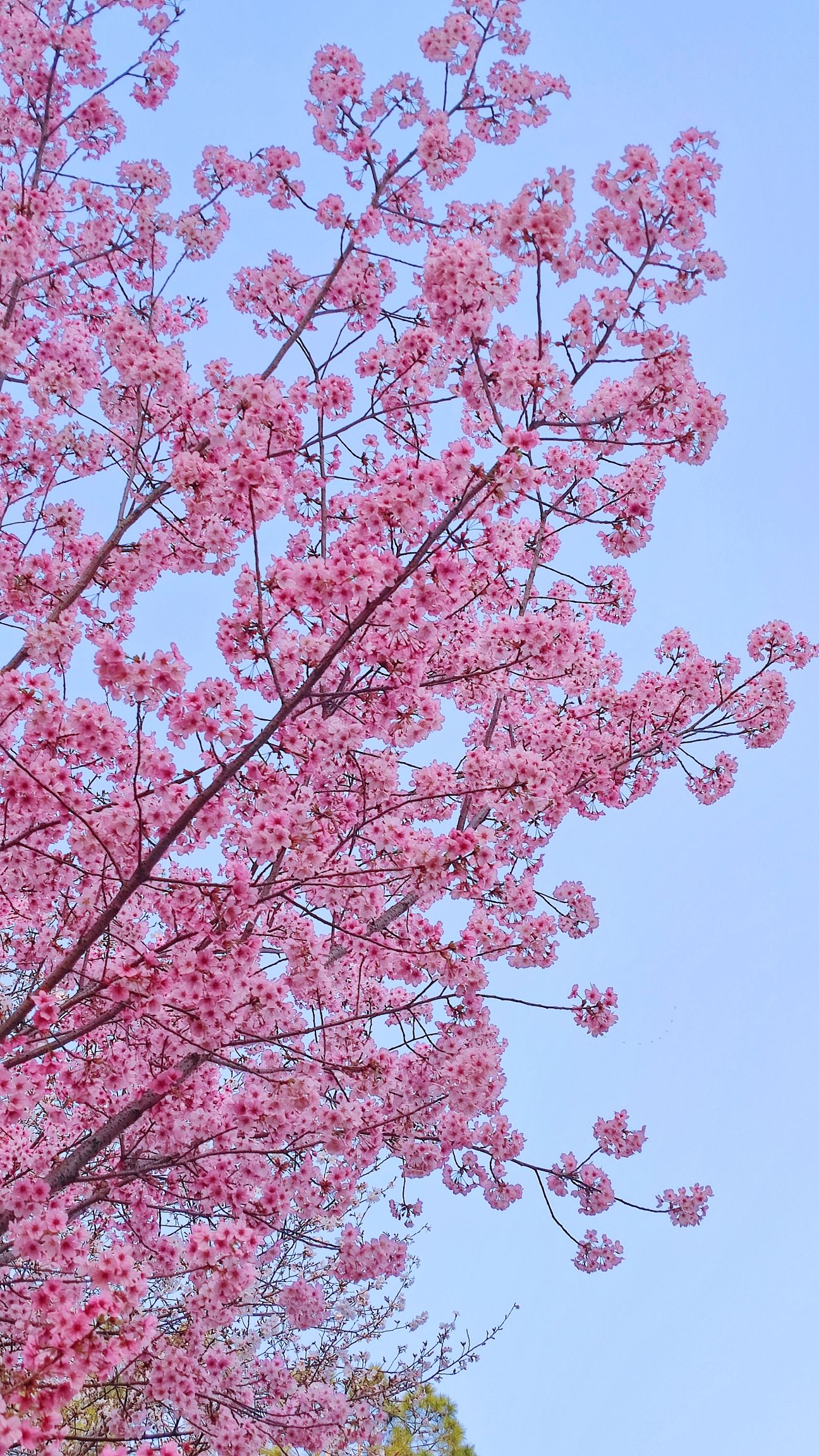 十里樱花园旅行图片