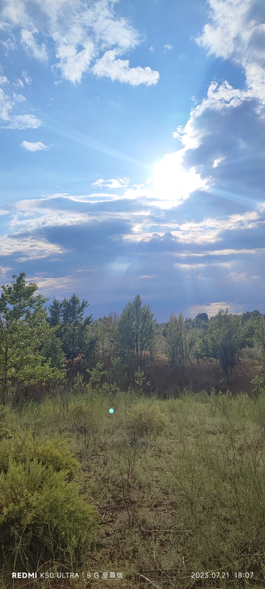蚂蚁森林222号林·沙柳旅行图片
