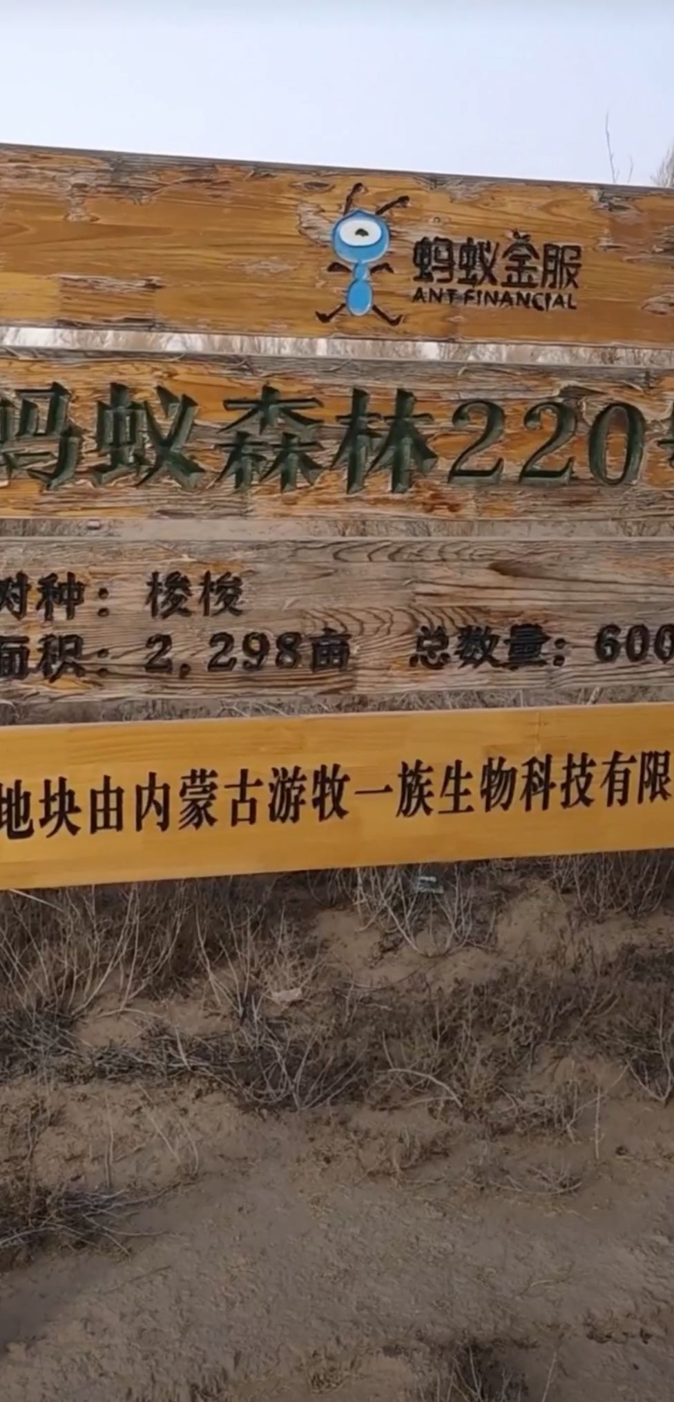 蚂蚁森林220号林·梭梭旅行图片