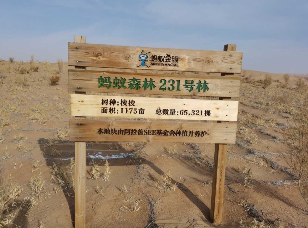 蚂蚁森林231号林·梭梭