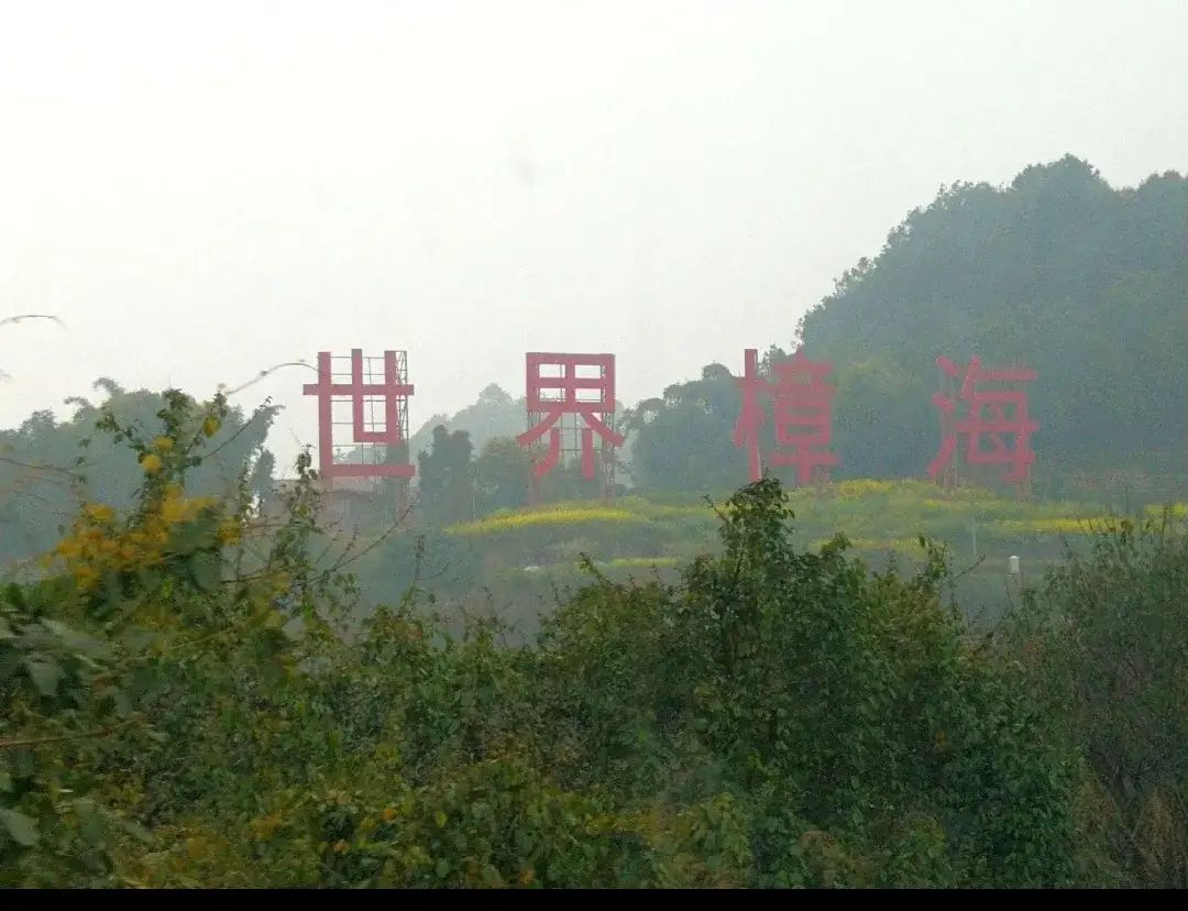 世界樟海旅行图片