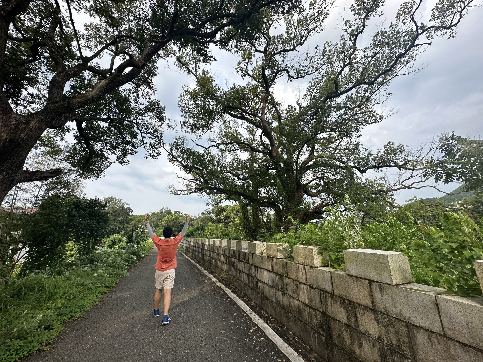 华夏第一樟