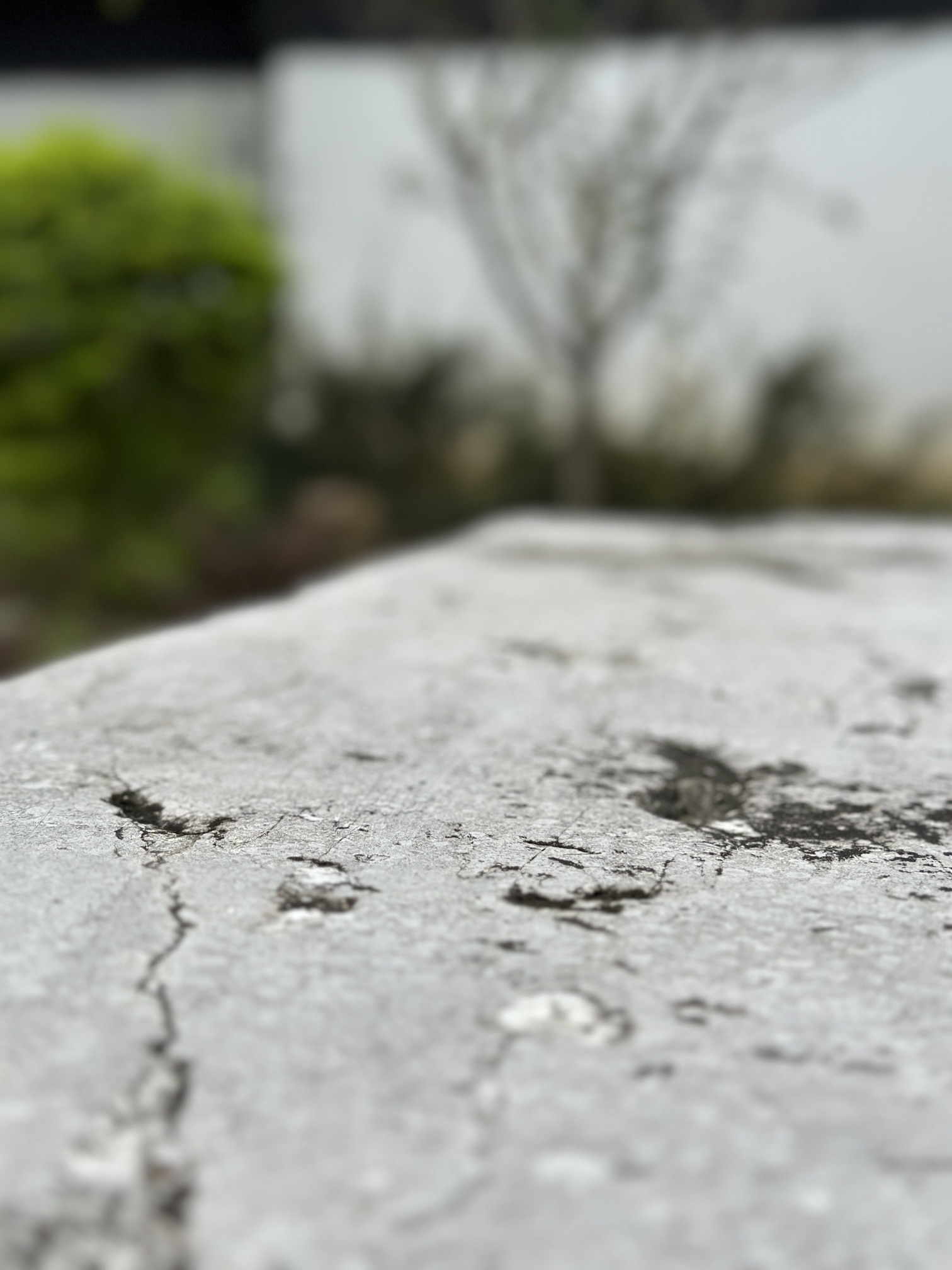 东坡海棠园旅行图片