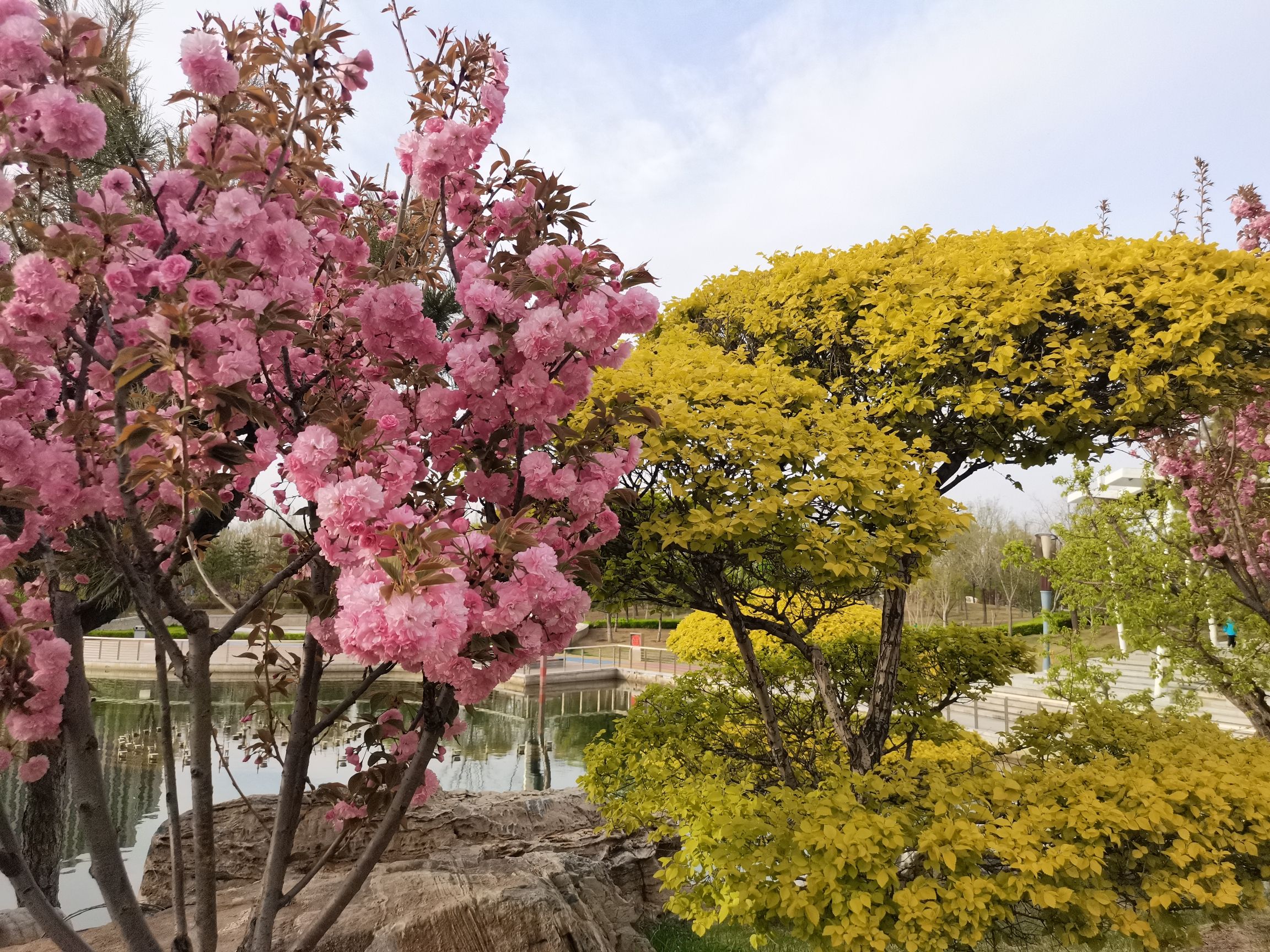 金桥公园旅行图片